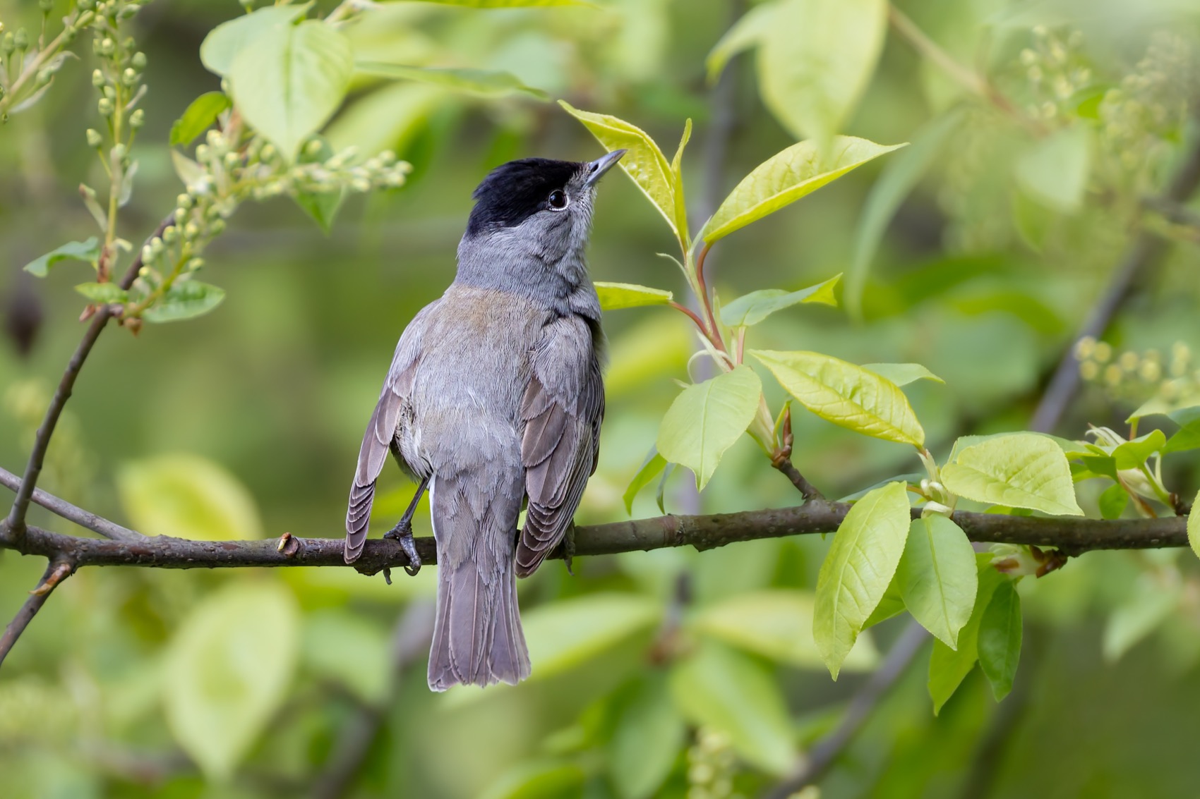 черноголовая славка, славка, птицы, славка-черноголовка, Ruslan Pl