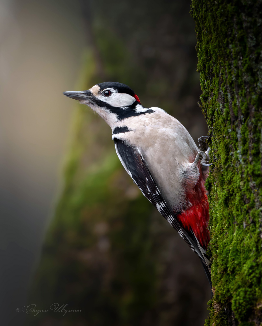 дятел, Шульгин Вадим