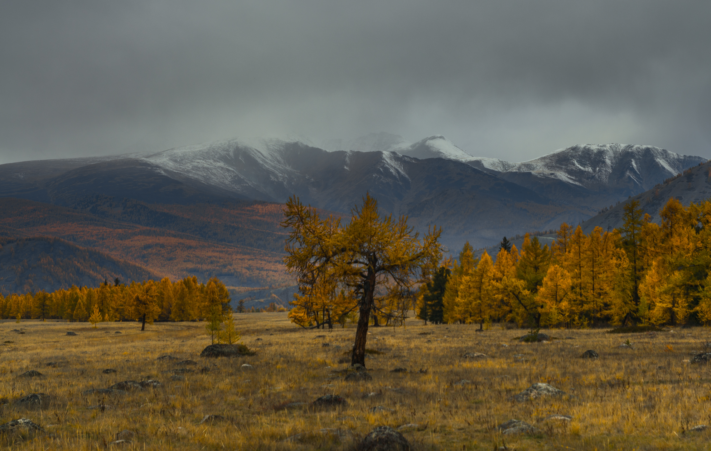 россия, горный алтай,осень, утро, степь, Андрей Поляков