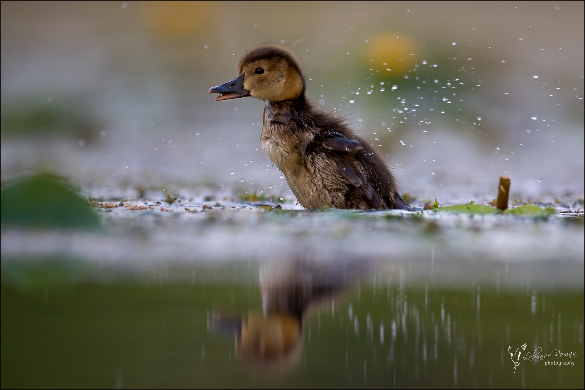 , Лобанов Роман