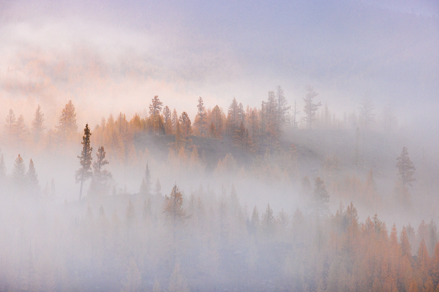 алтай, осень, рассвет, туман, деревья, листенницы, Сергей Буторин