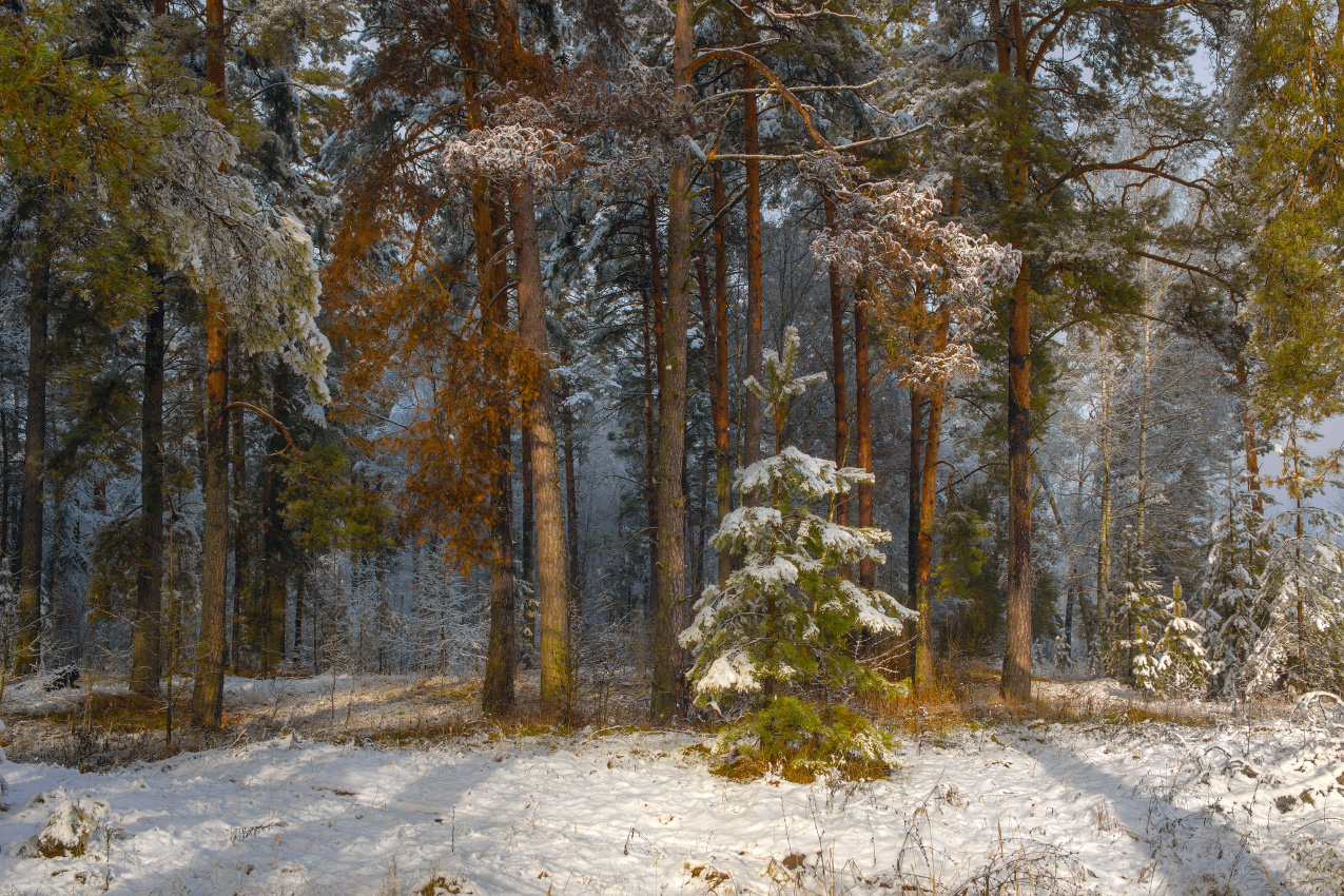 лес утро свет снег сосны  серково, Алексеев Дмитрий