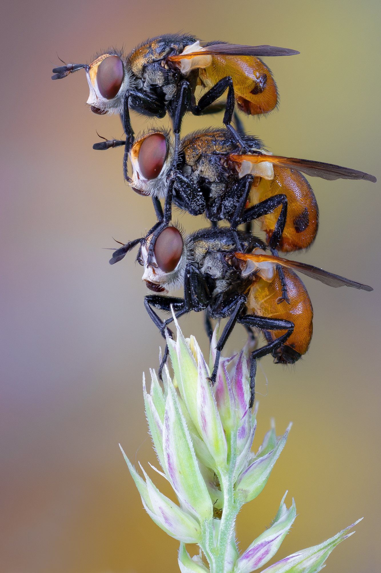 , Кузнецов Дмитрий