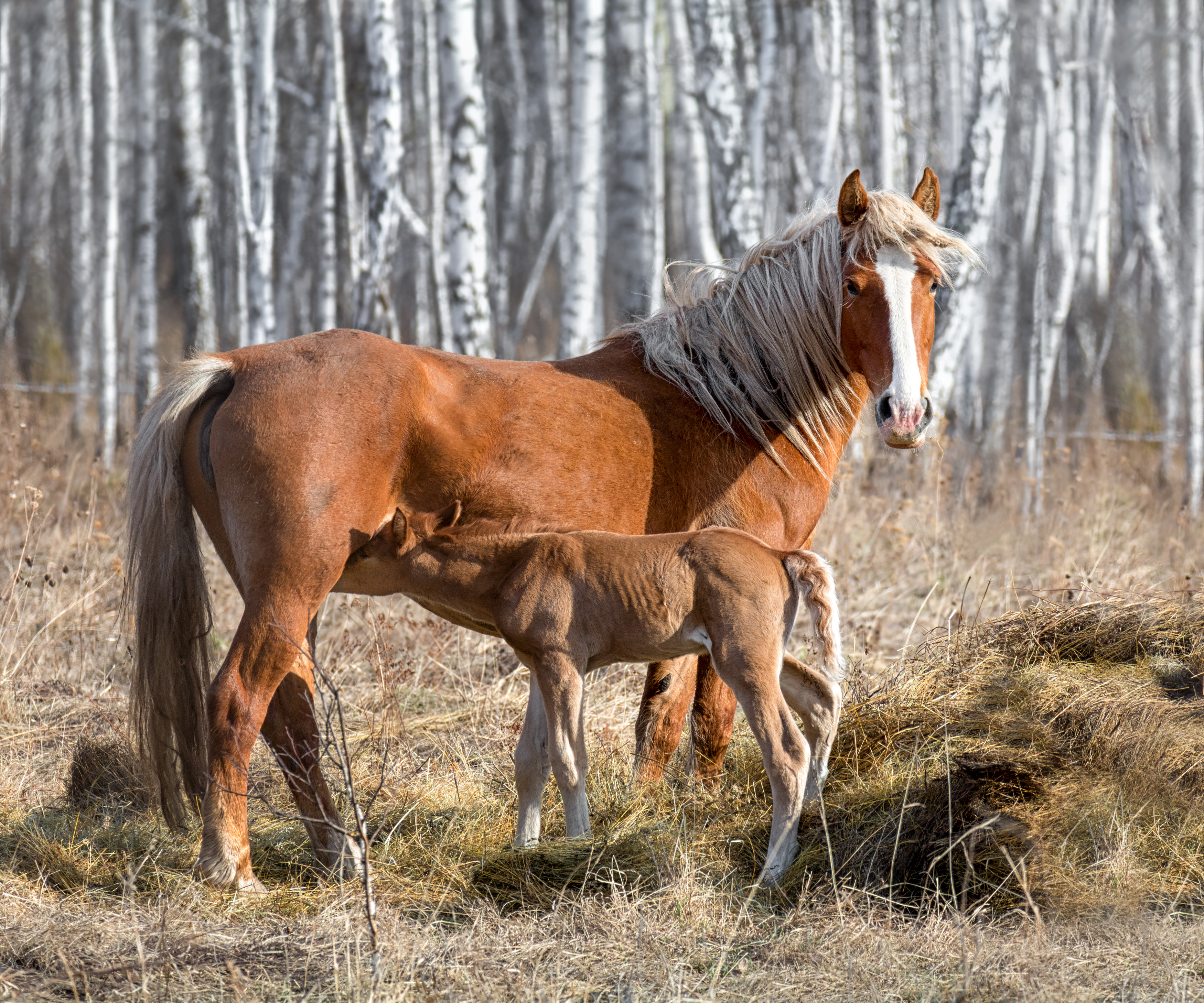 лошадь, жеребёнок,, Мочалова Марина