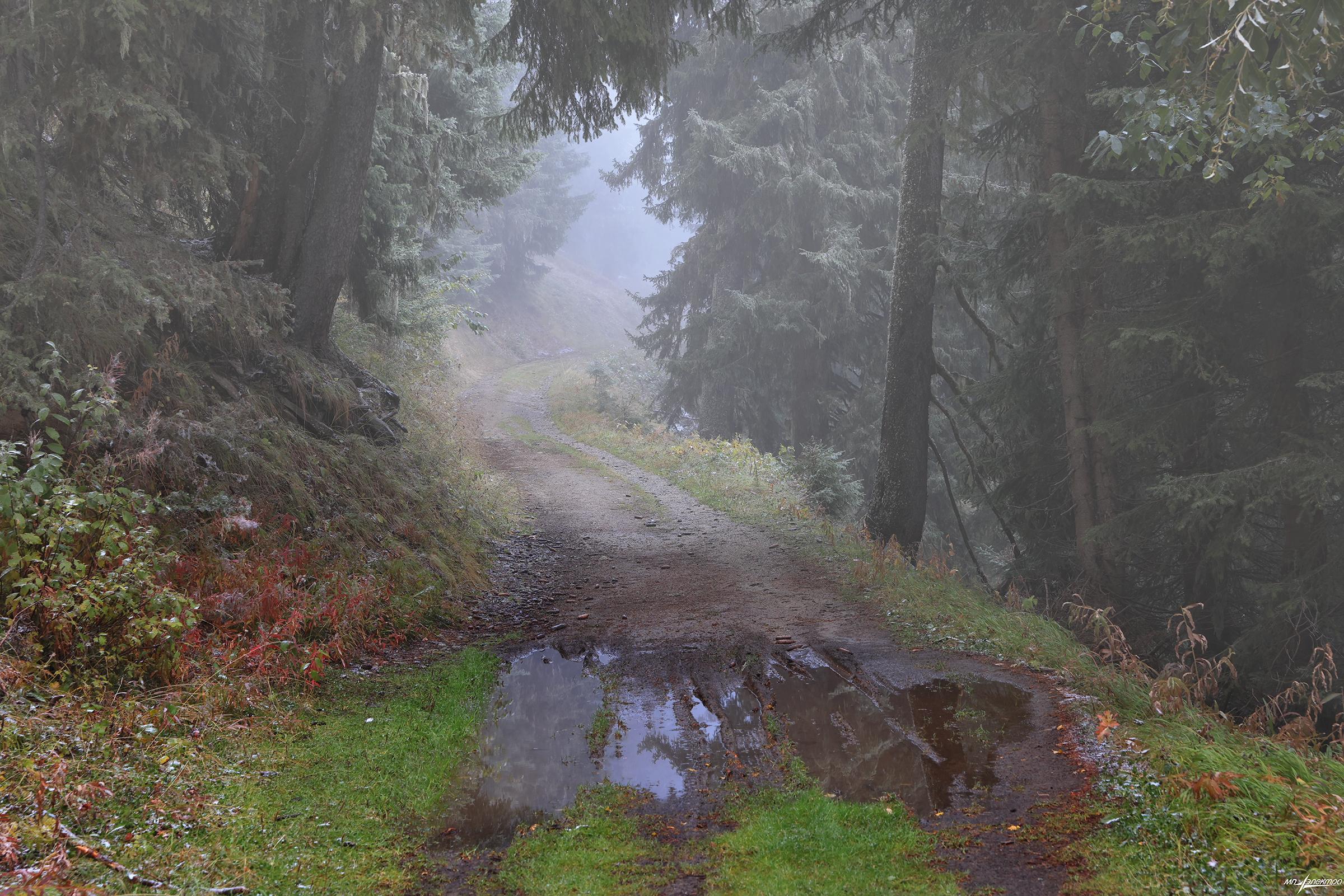 swiss, Матвеев Николай