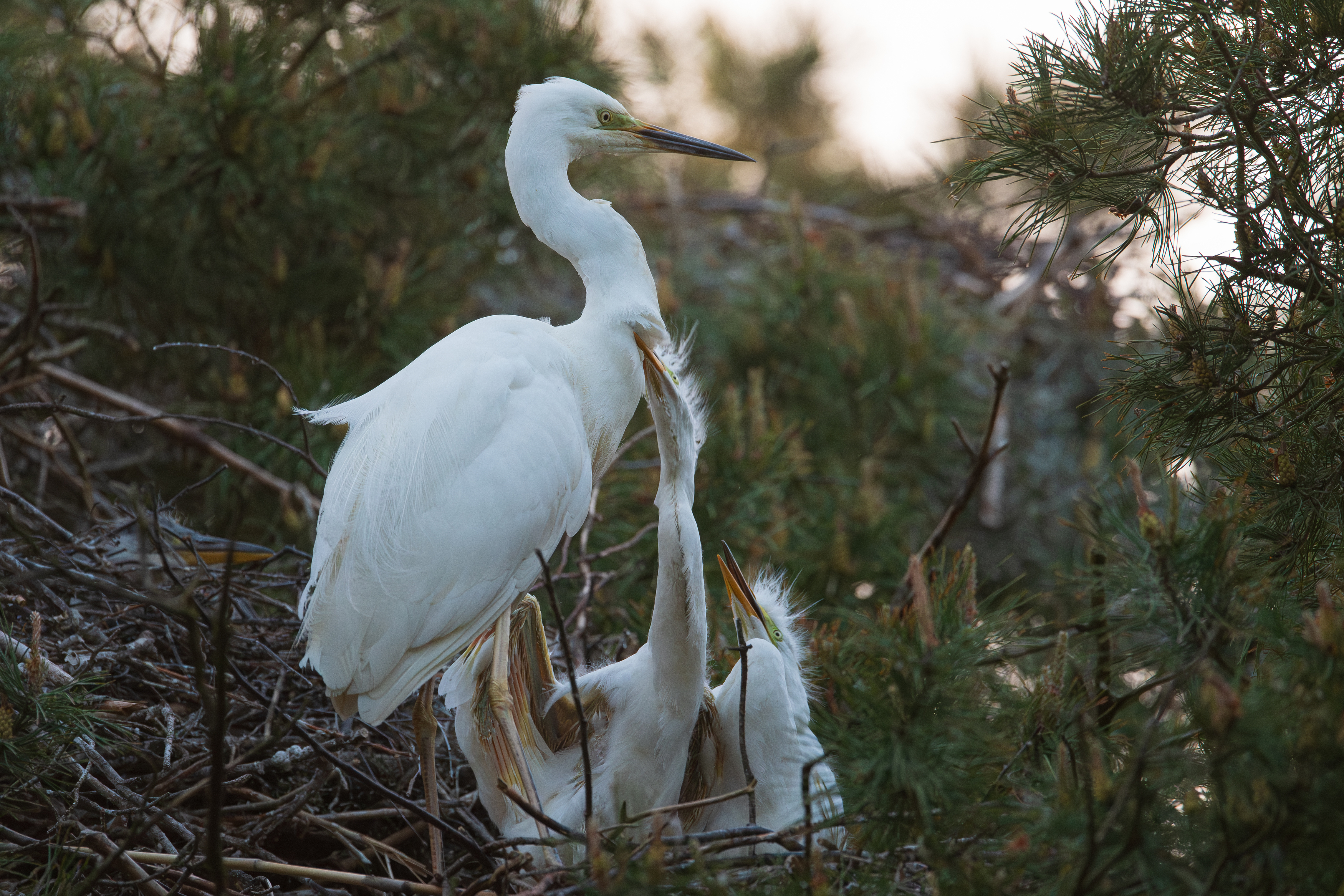 цапля, белая цапля, большая белая цапля, потомство, птенцы, на гнезде, мама, птицы, любовь, heron, love, mother, feelings, Дмитрий Федорако