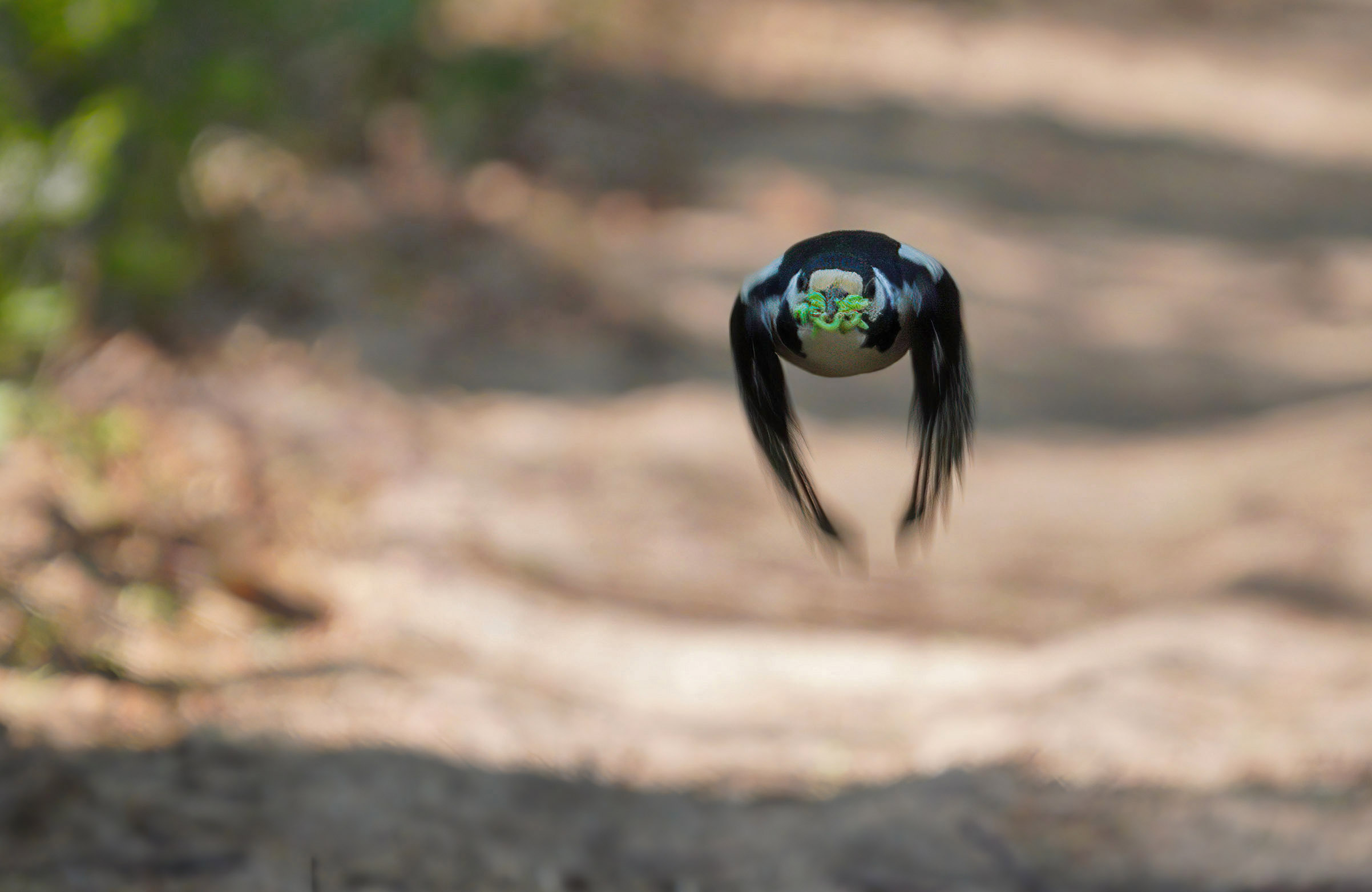 большой_пёстрый_дятел, Юрий Андреев