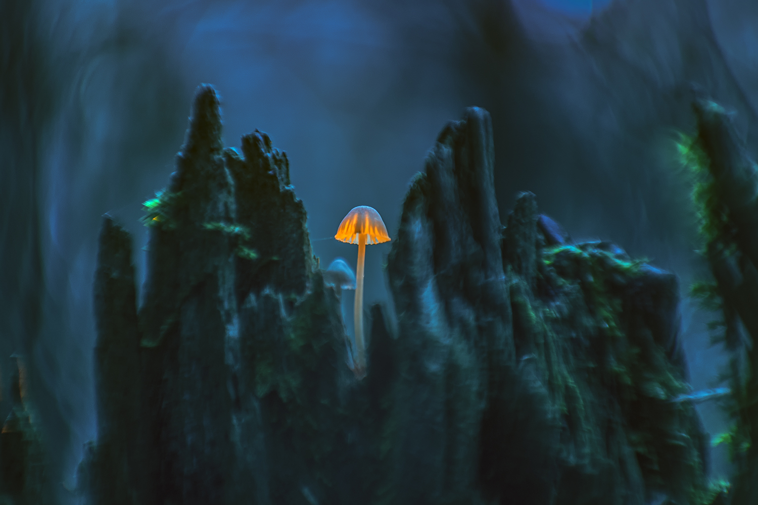 осень, лес, грибы, макро, Рябов Игорь