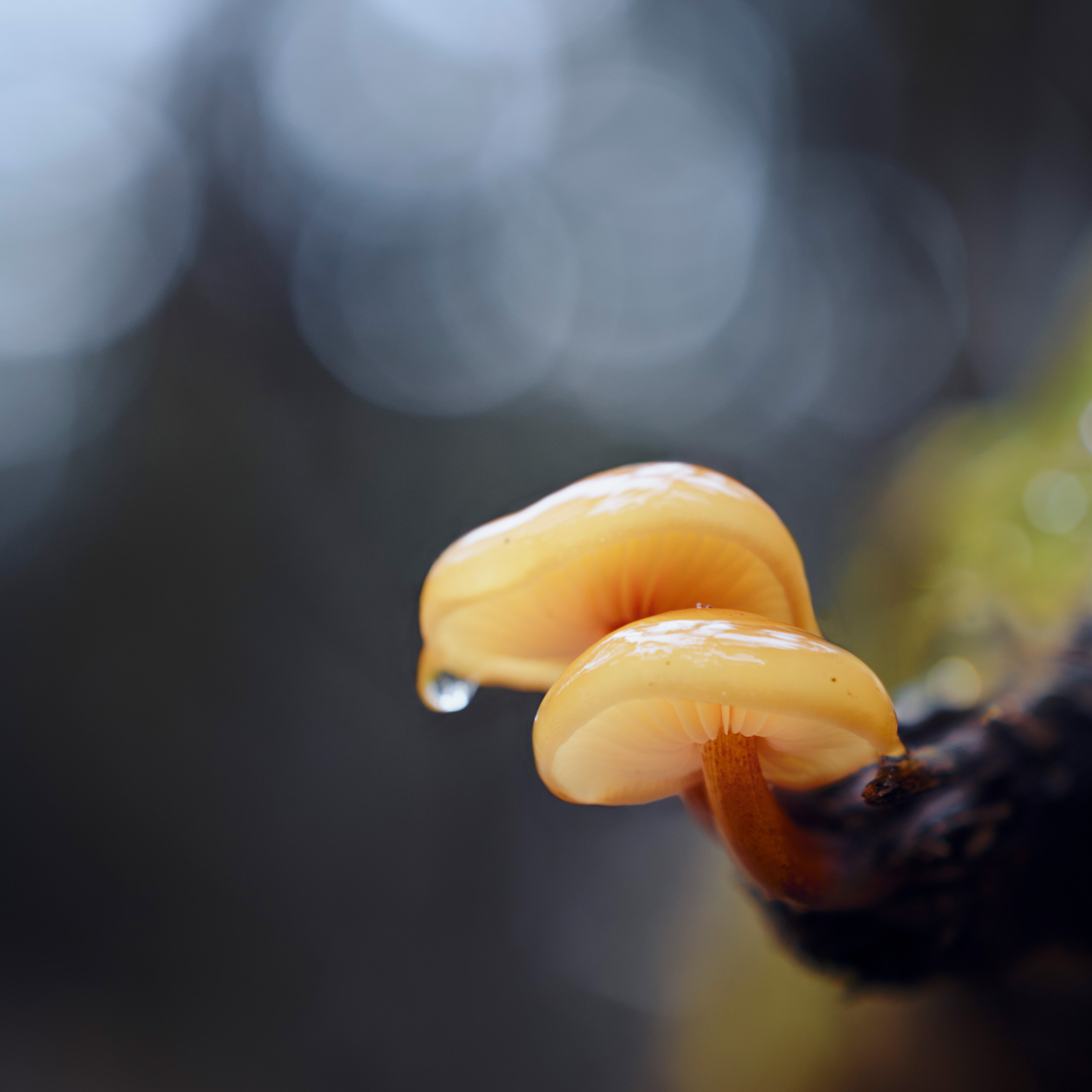 грибы, Валерий Вождаев