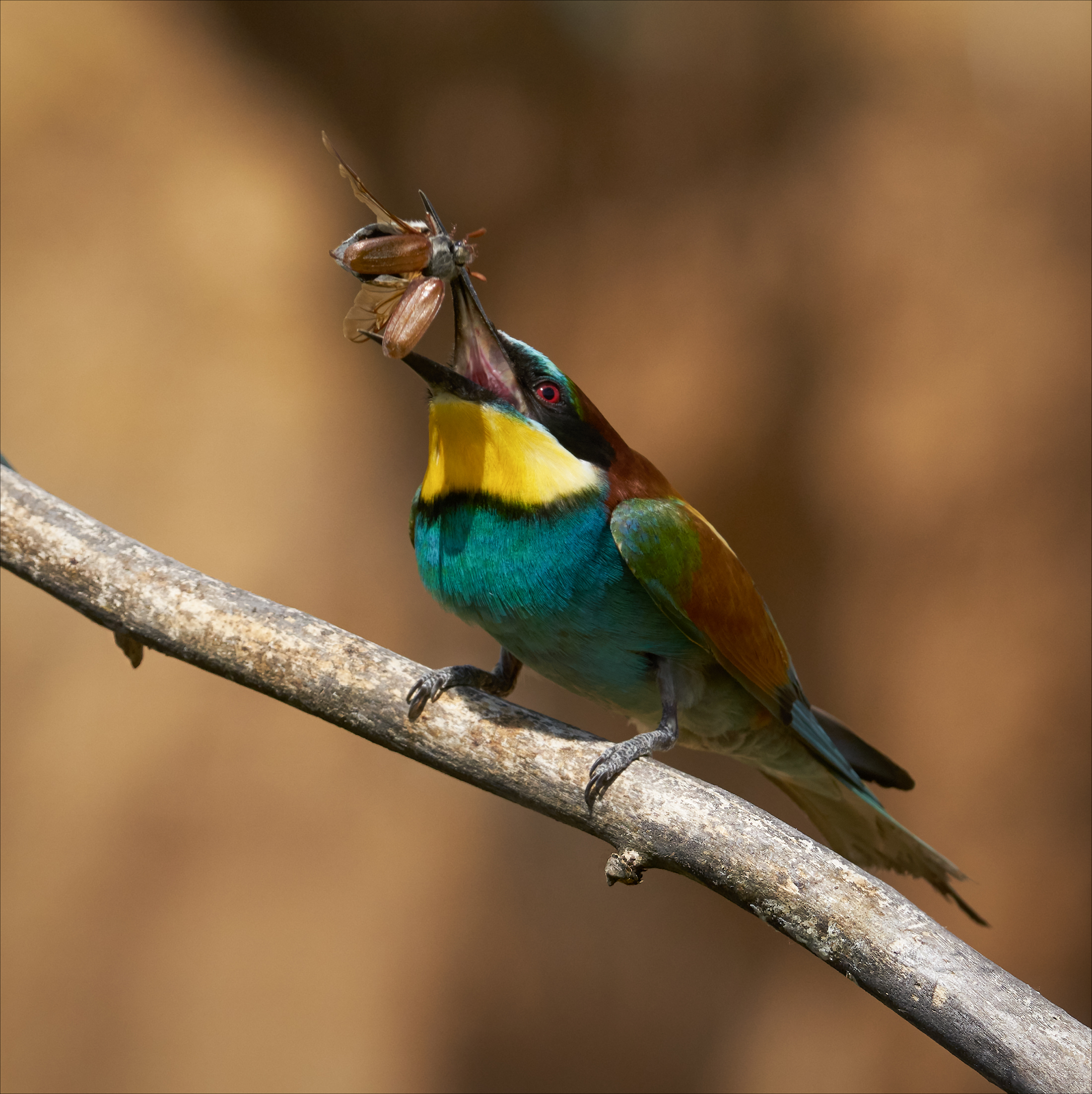 , Богорянов Алексей