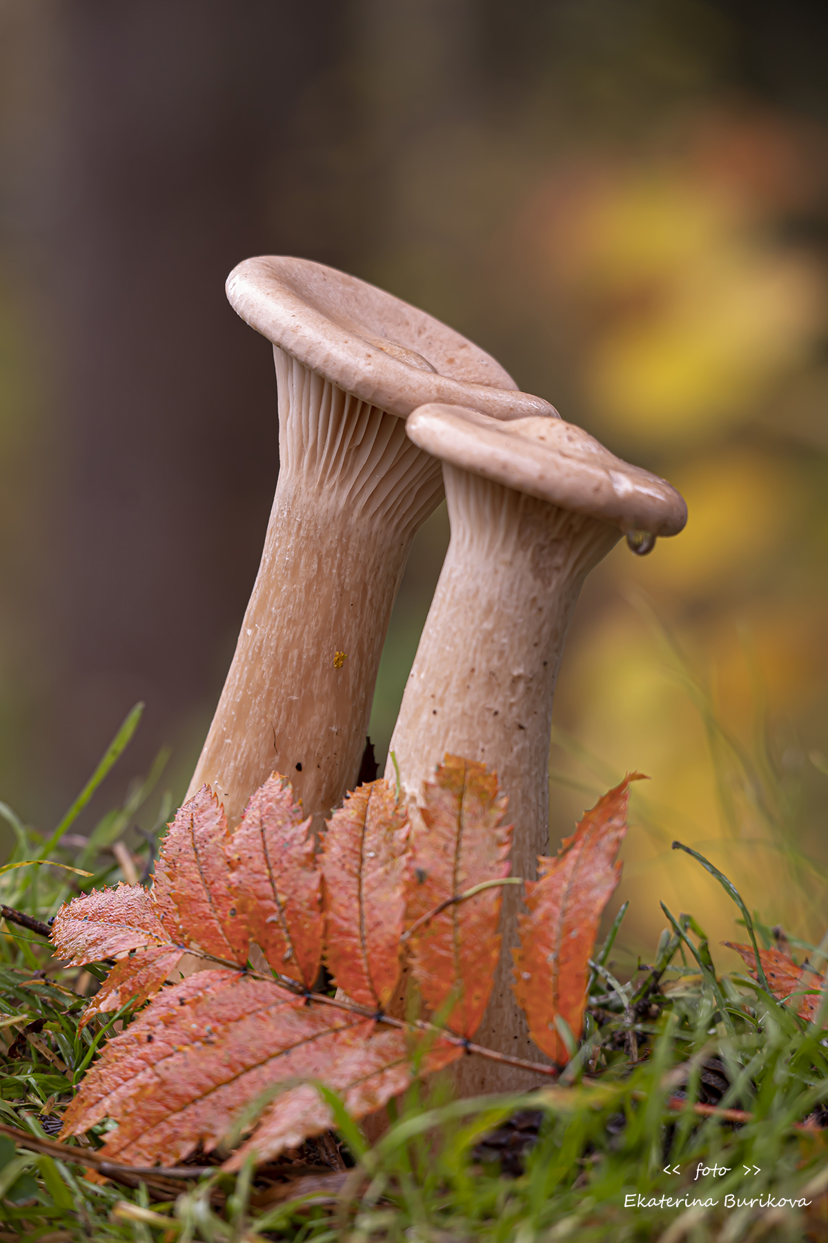 , Бурикова Екатерина