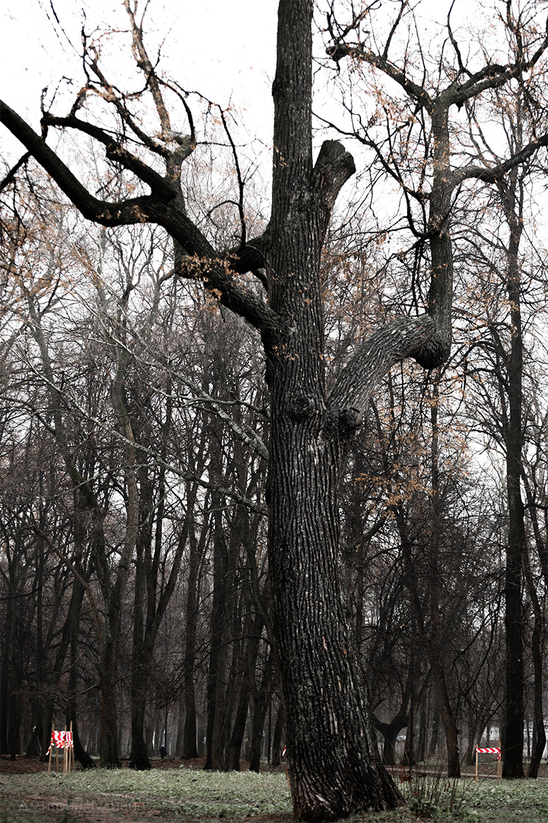 , Чудинин Дмитрий