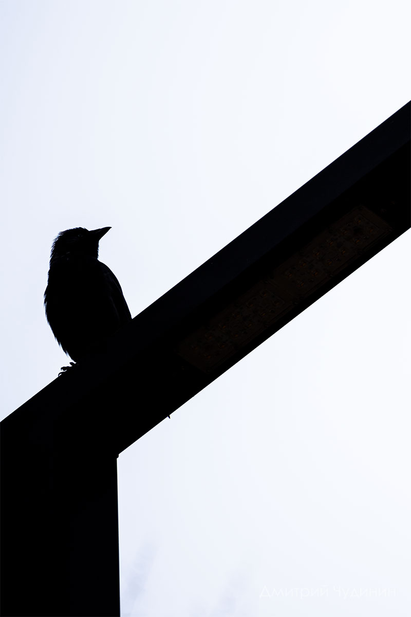 , Чудинин Дмитрий