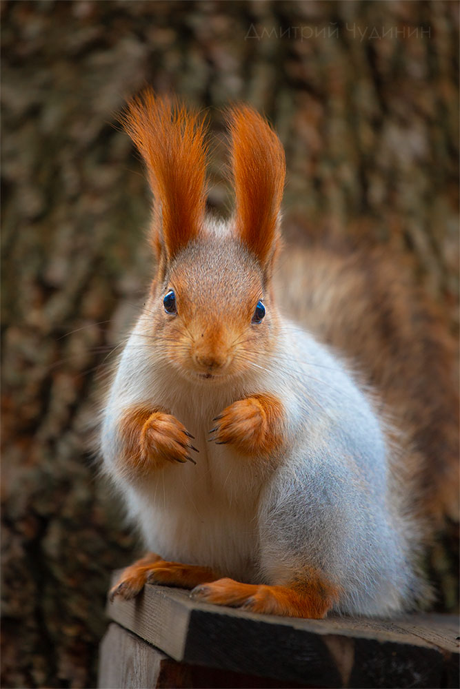 , Чудинин Дмитрий