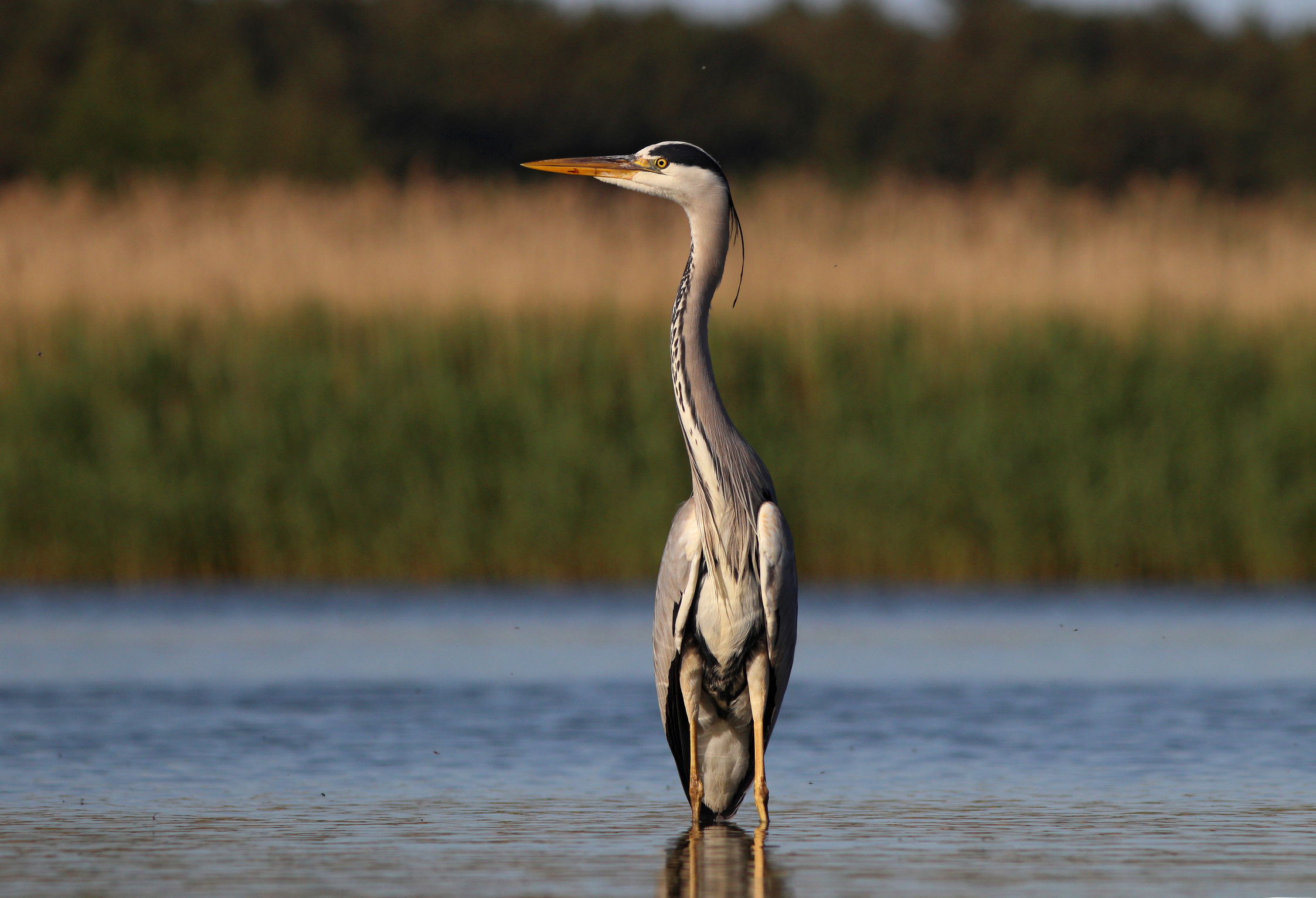 серая цапля, цапля, ardea cinerea, grey heron, heron, куршская коса, куршский залив, Бондаренко Георгий