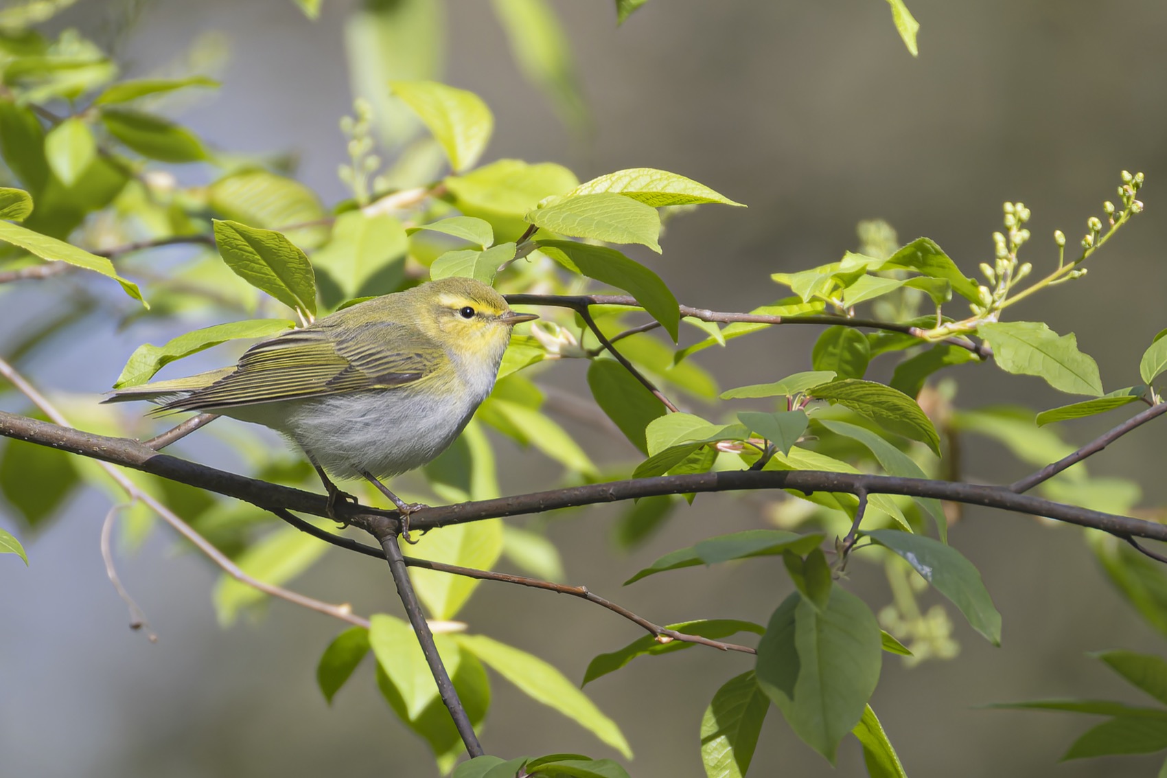 пеночка-трещотка, пеночка, трещотка, птицы, Ruslan Pl