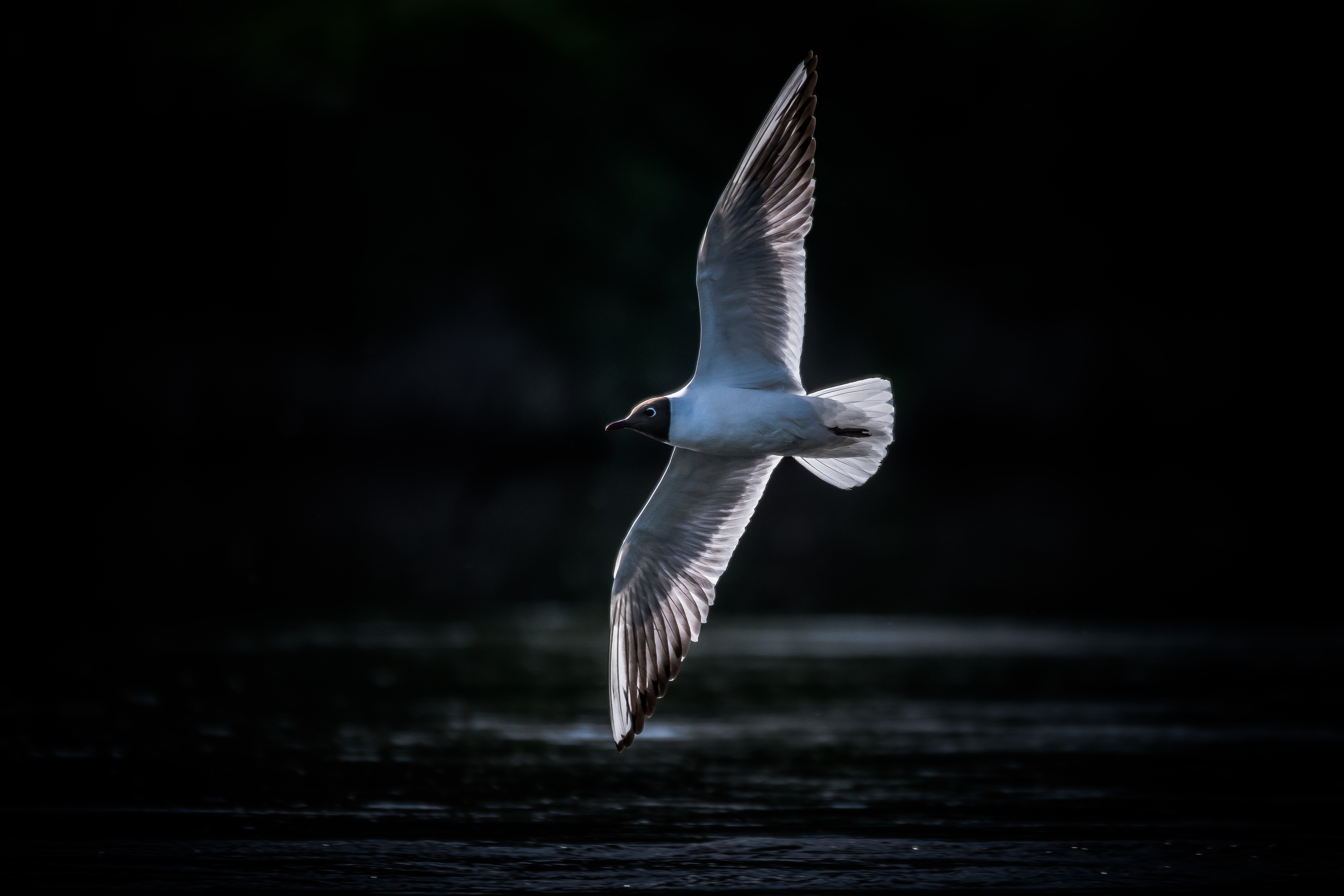 Озёрная чайка, полёт, Соварцева Ксения