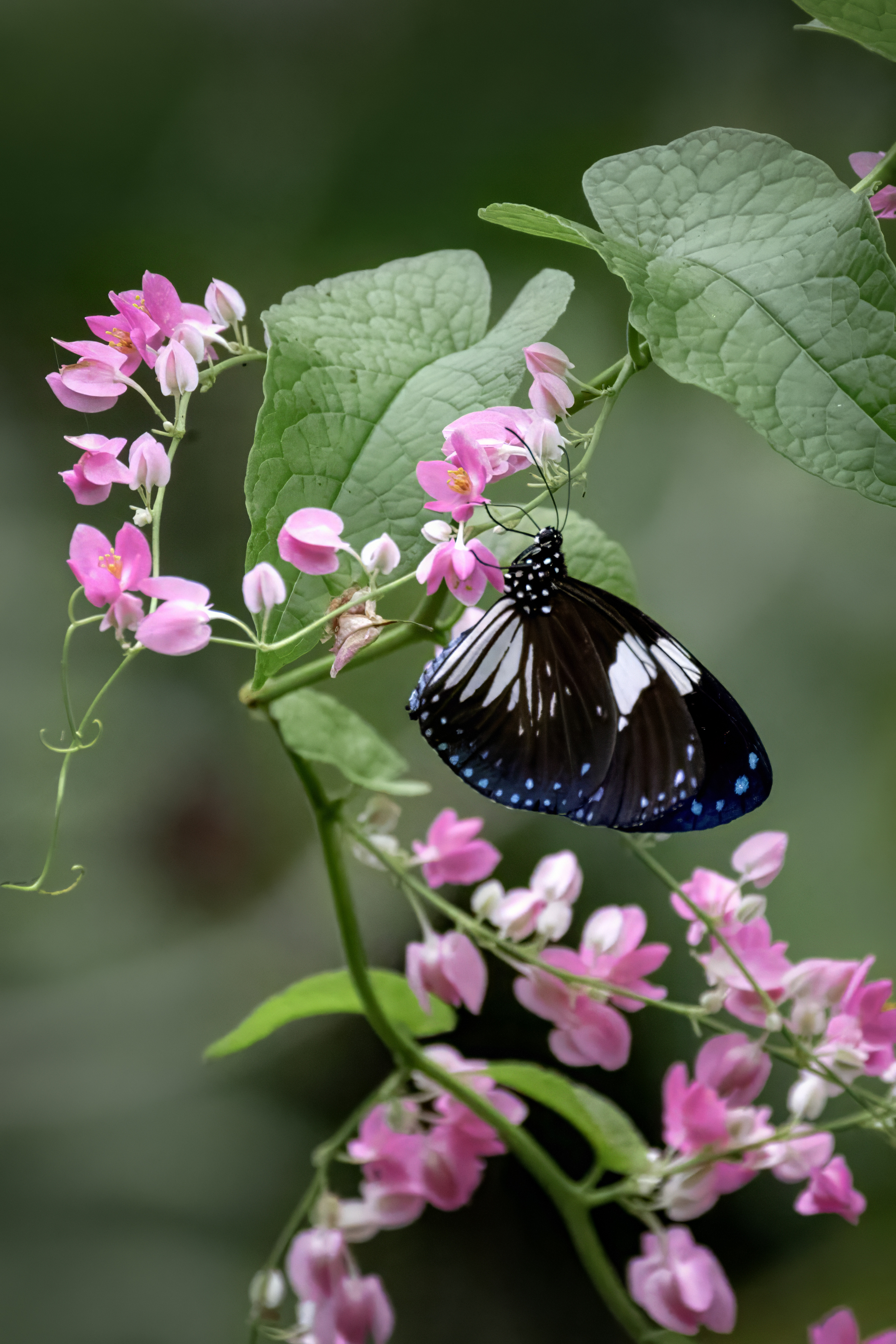 бабочка, природа, Abdalova Tatiana