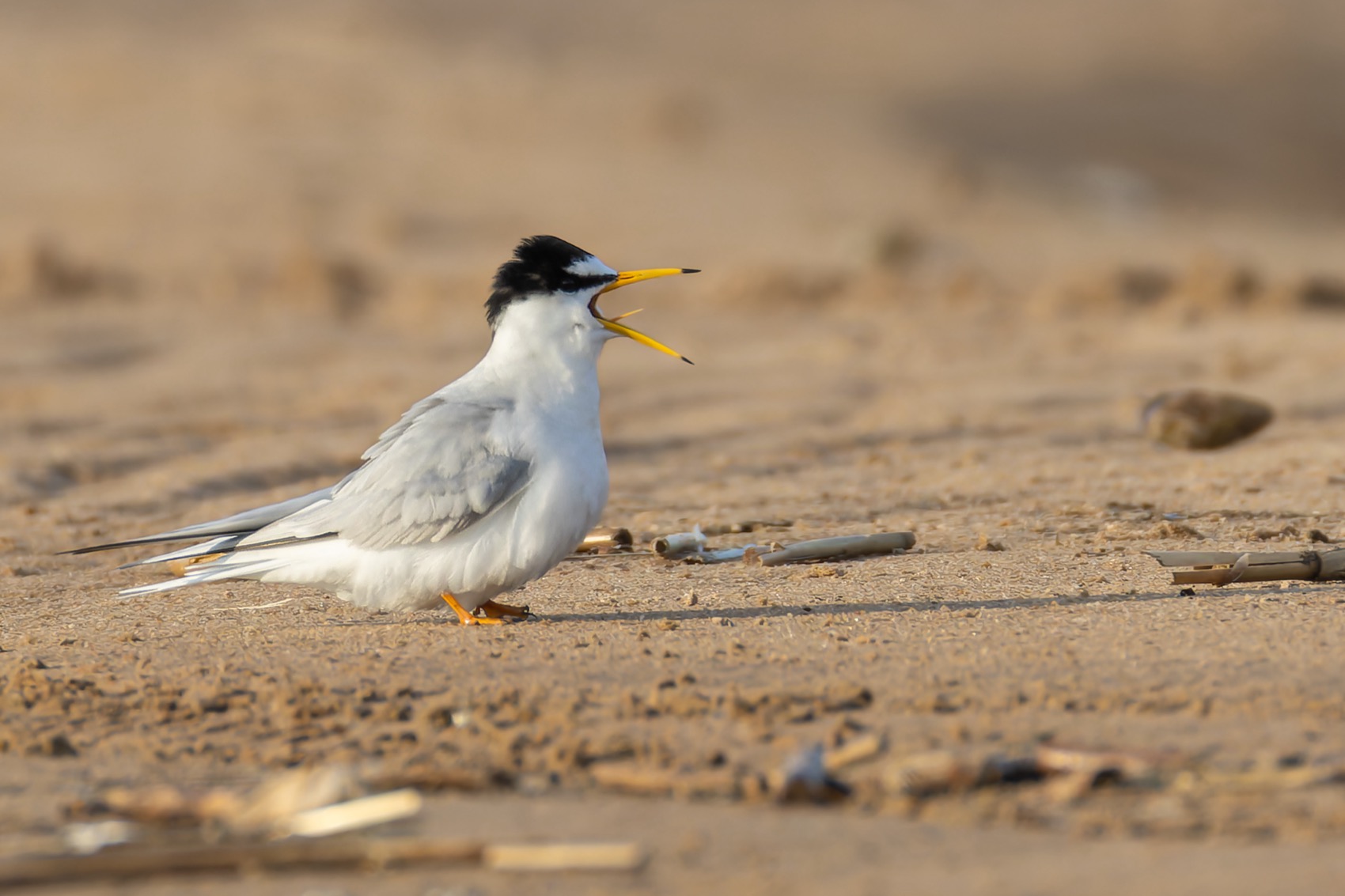 малая крачка, крачка, чайка, птицы, красная книга, Ruslan Pl