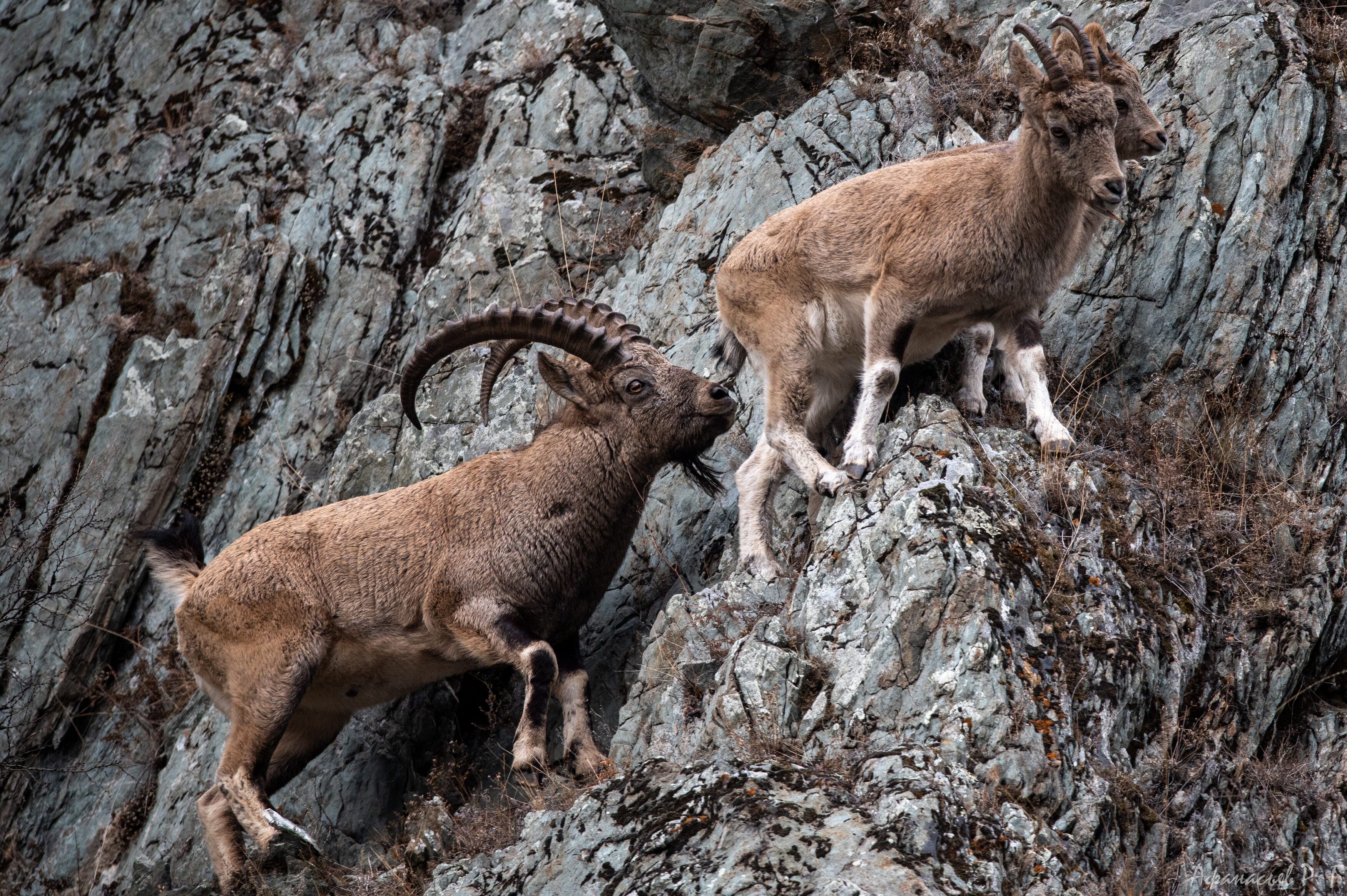 сибирский горный козел, животные, Afanasev Roman