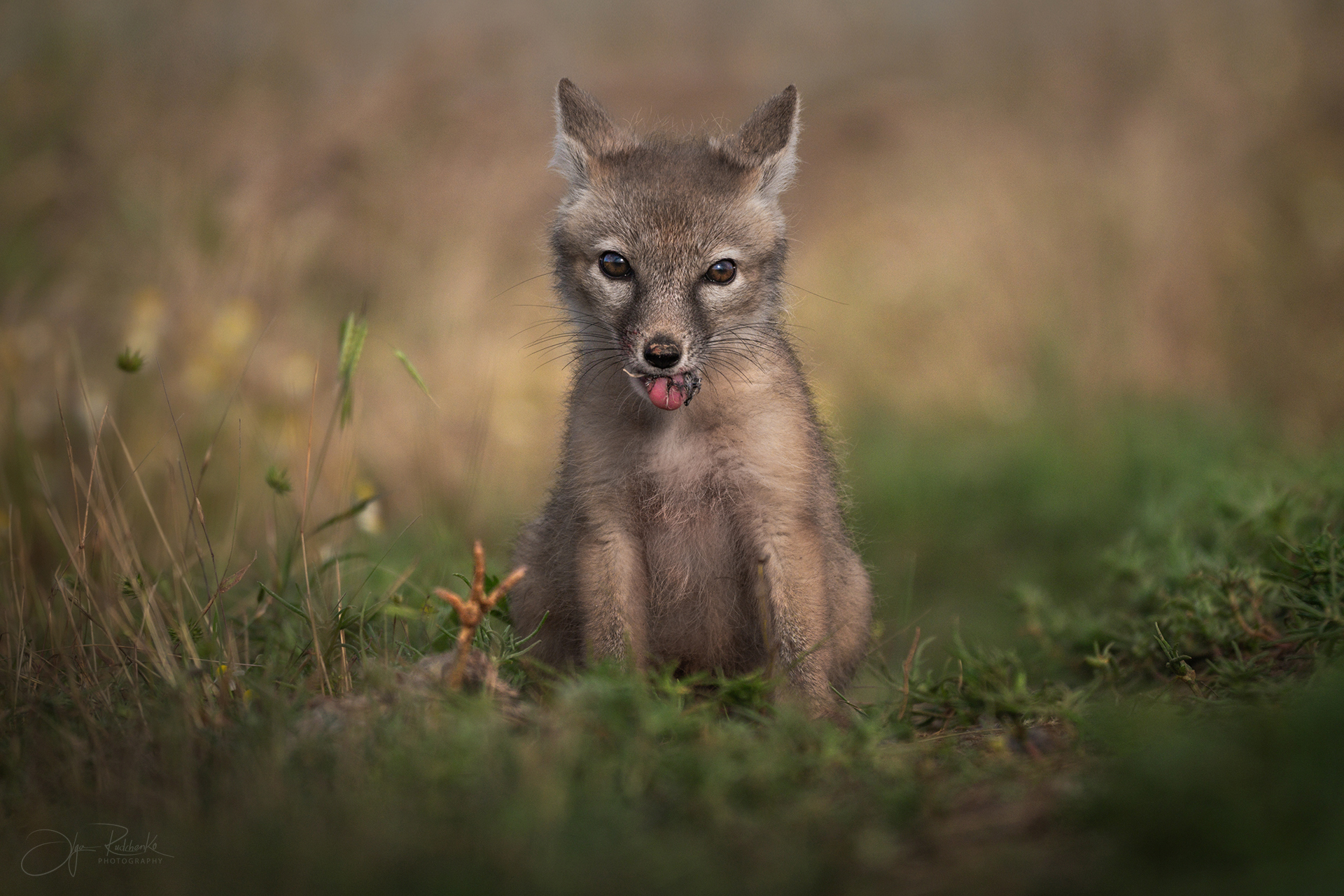 корсак, калмыкия, степная лиса, лис, лиса, корсачонок, дикая природа, wildanimals, корсачата, vilpus corsac, corsac, корсаки, маныч, маныч-гудило, черные земли, Рудченко Ольга