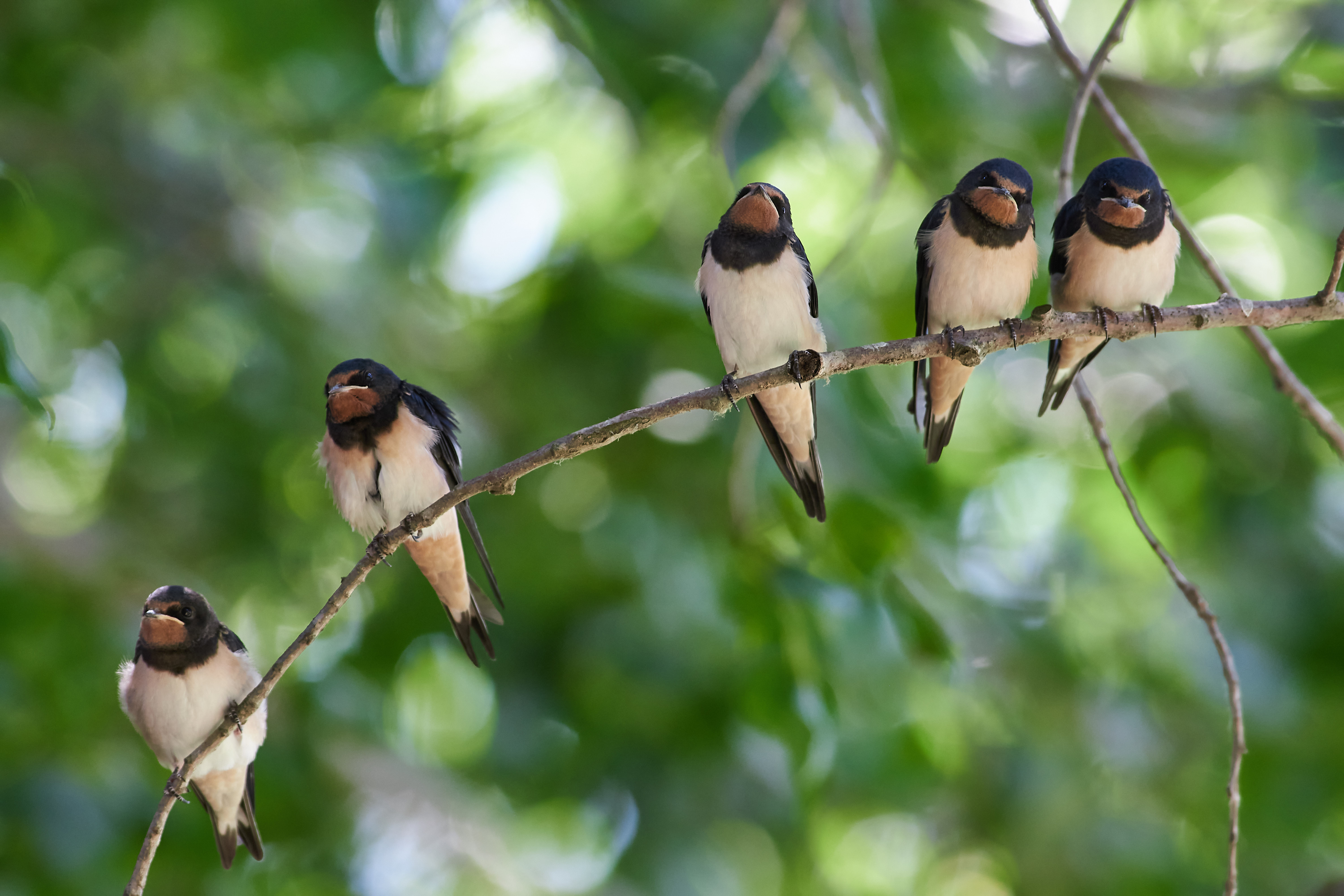 Деревенская ласточка, Hirundo rustica,, Павел Сторчилов