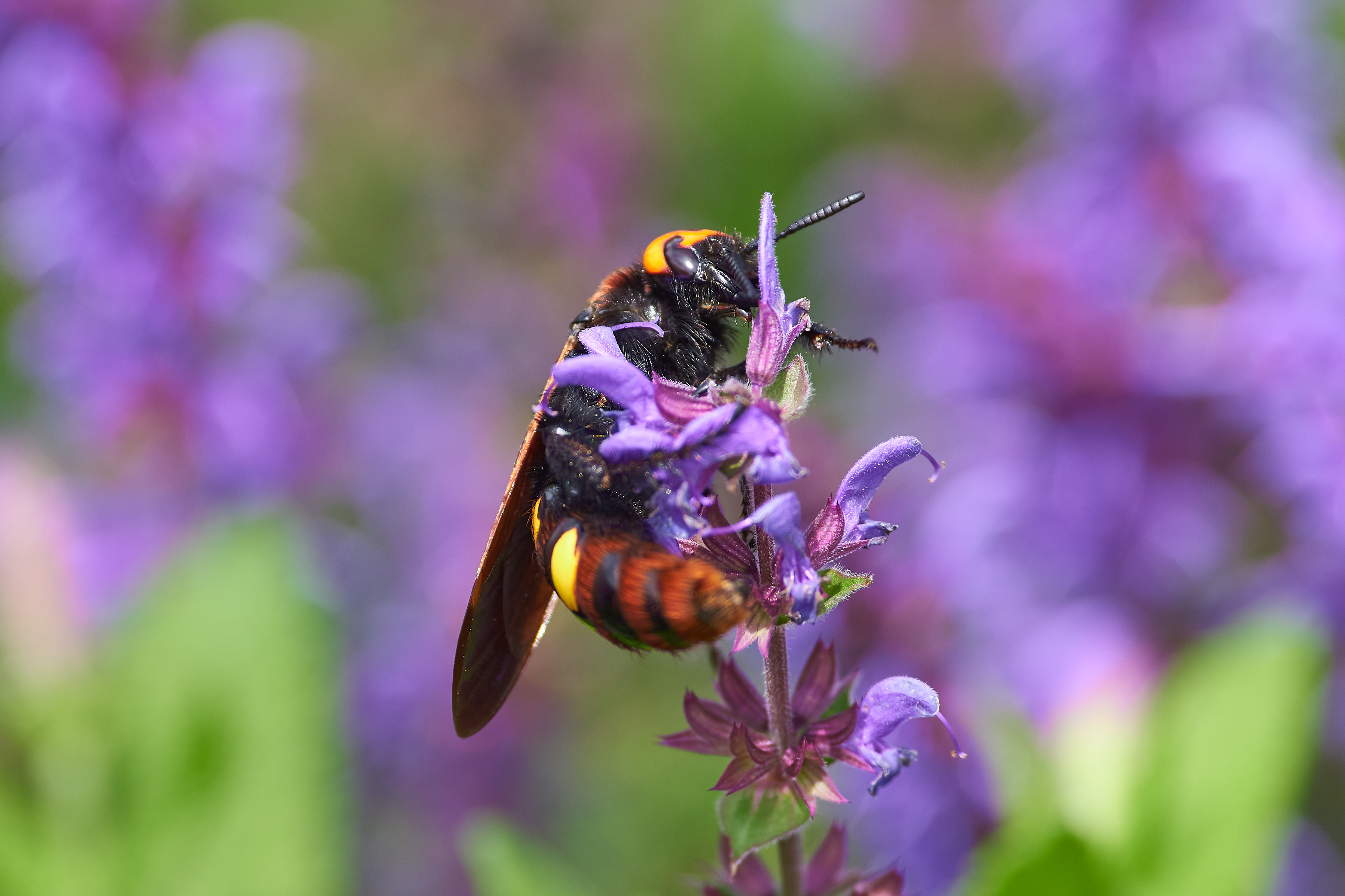 сколия, сколия пятнистая, сколия гигант, , Павел Сторчилов