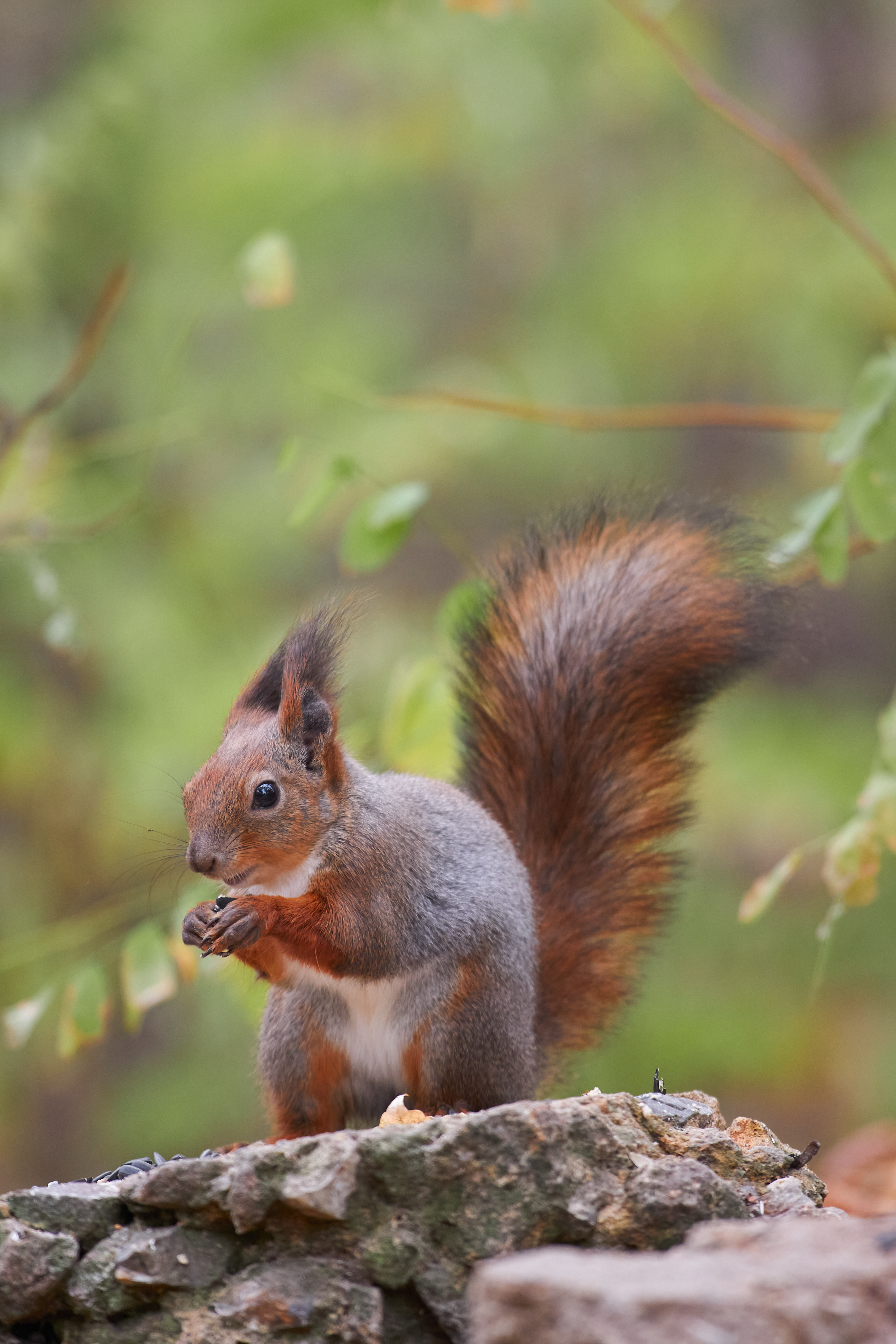белка, scribus vulgaris, , Павел Сторчилов