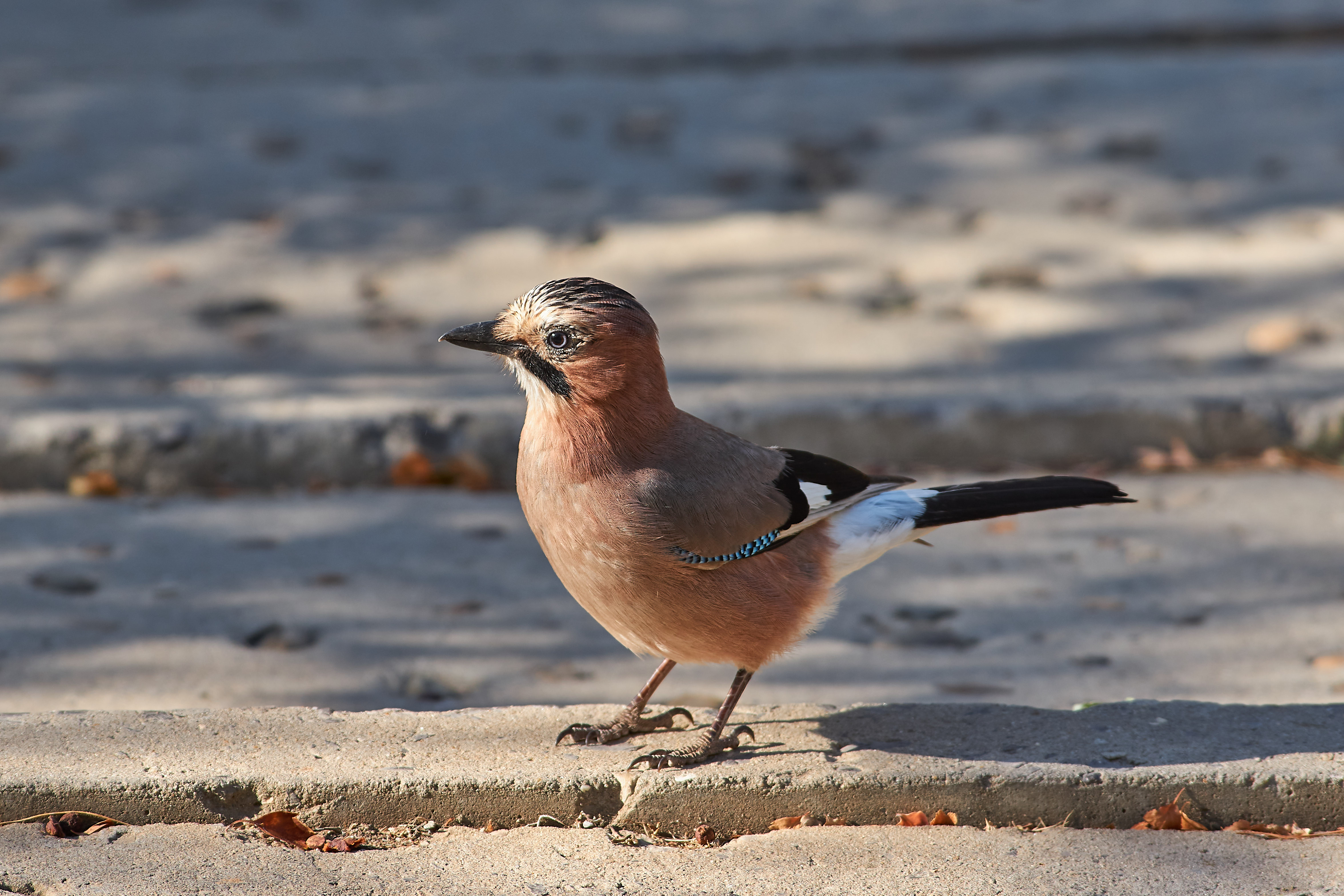 сойка, волгоград, , Павел Сторчилов