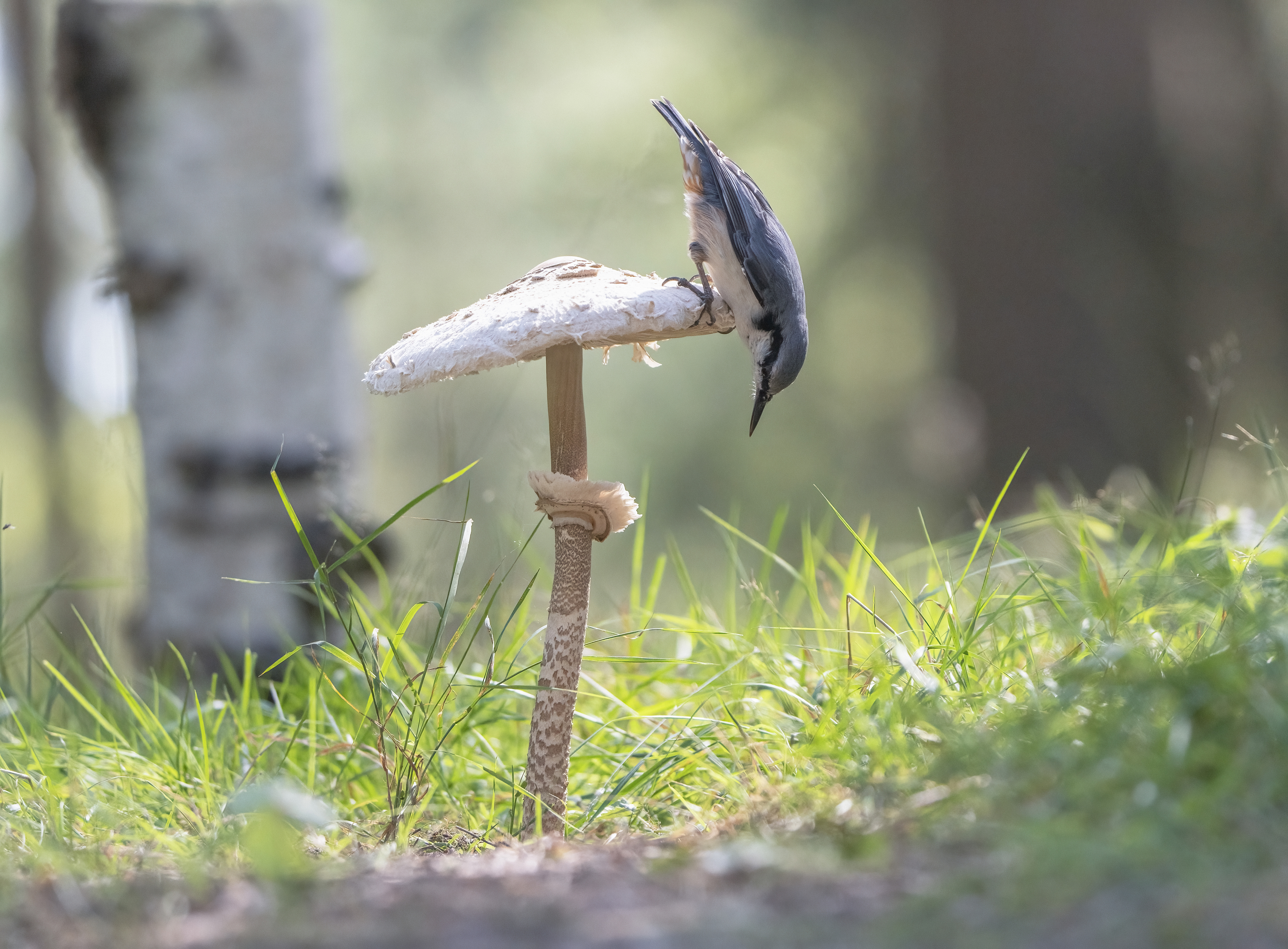 птицы,природа, осень, Андрей Киселёв