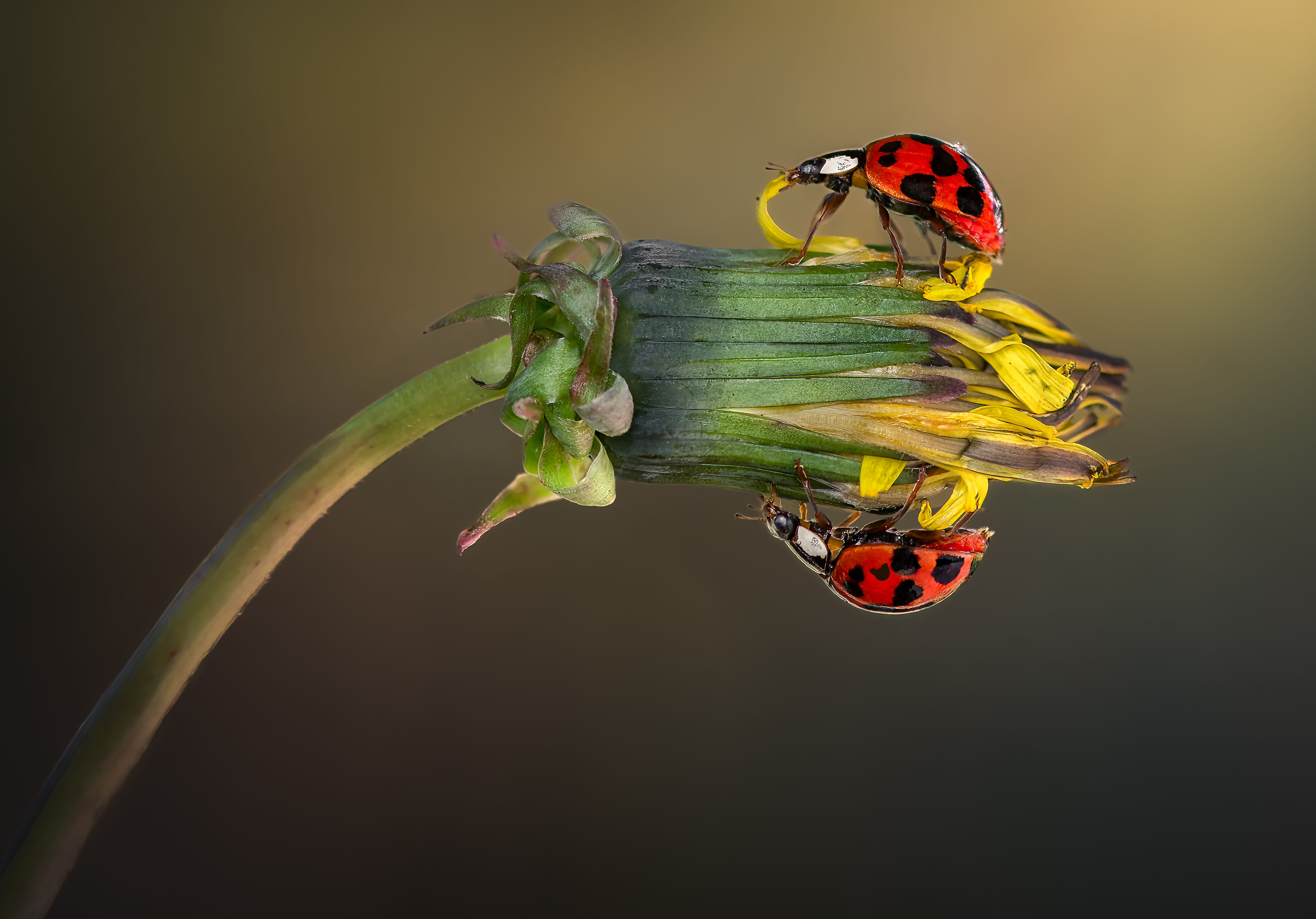 ladybug, beetle, insect, flower, macro, bugs, ladybird,, Atul Saluja