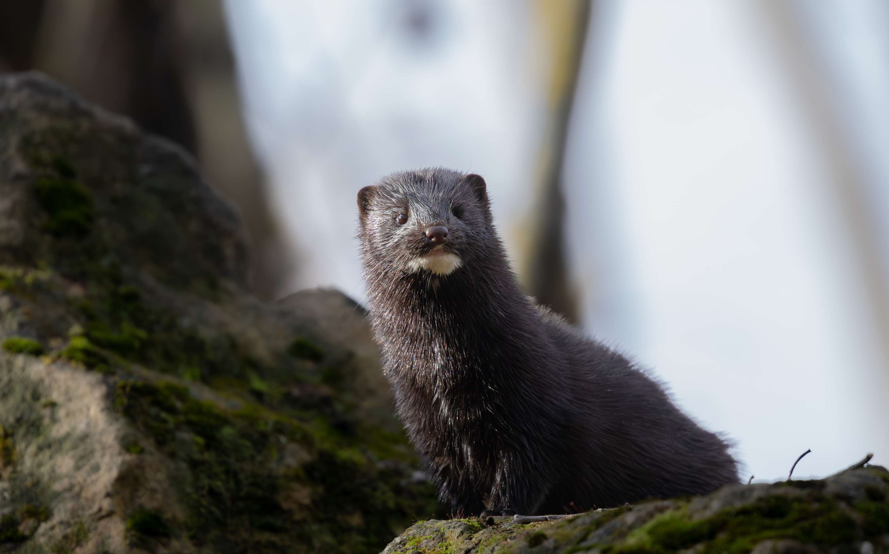 , Веревченко Михаил