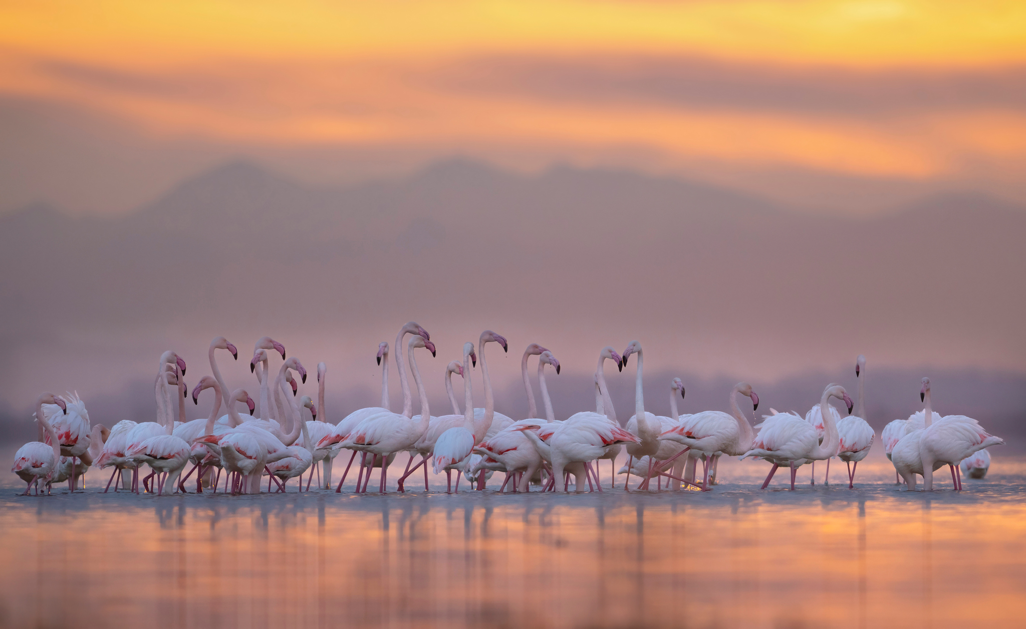 , Мартин Попов