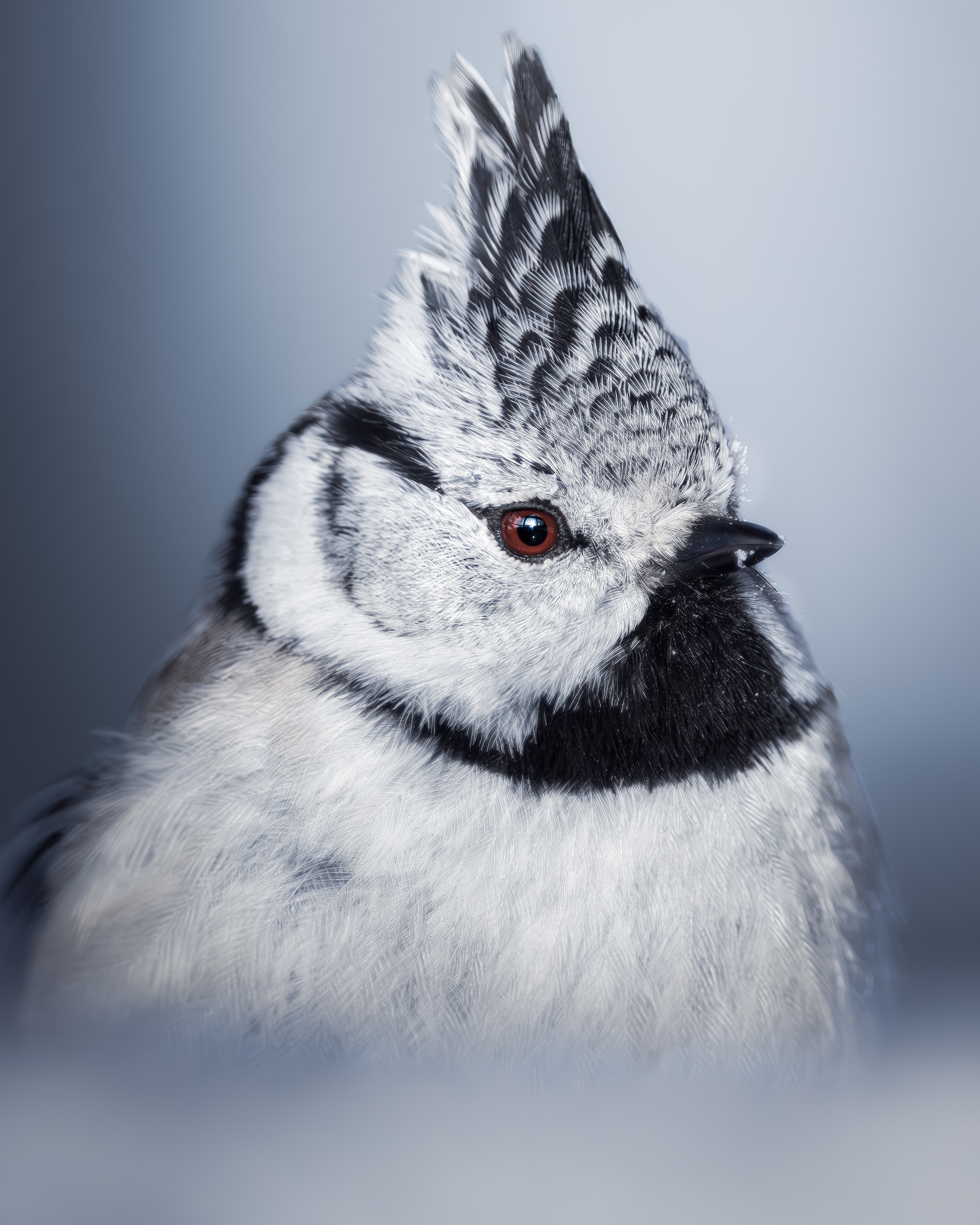 , Поляков Михаил