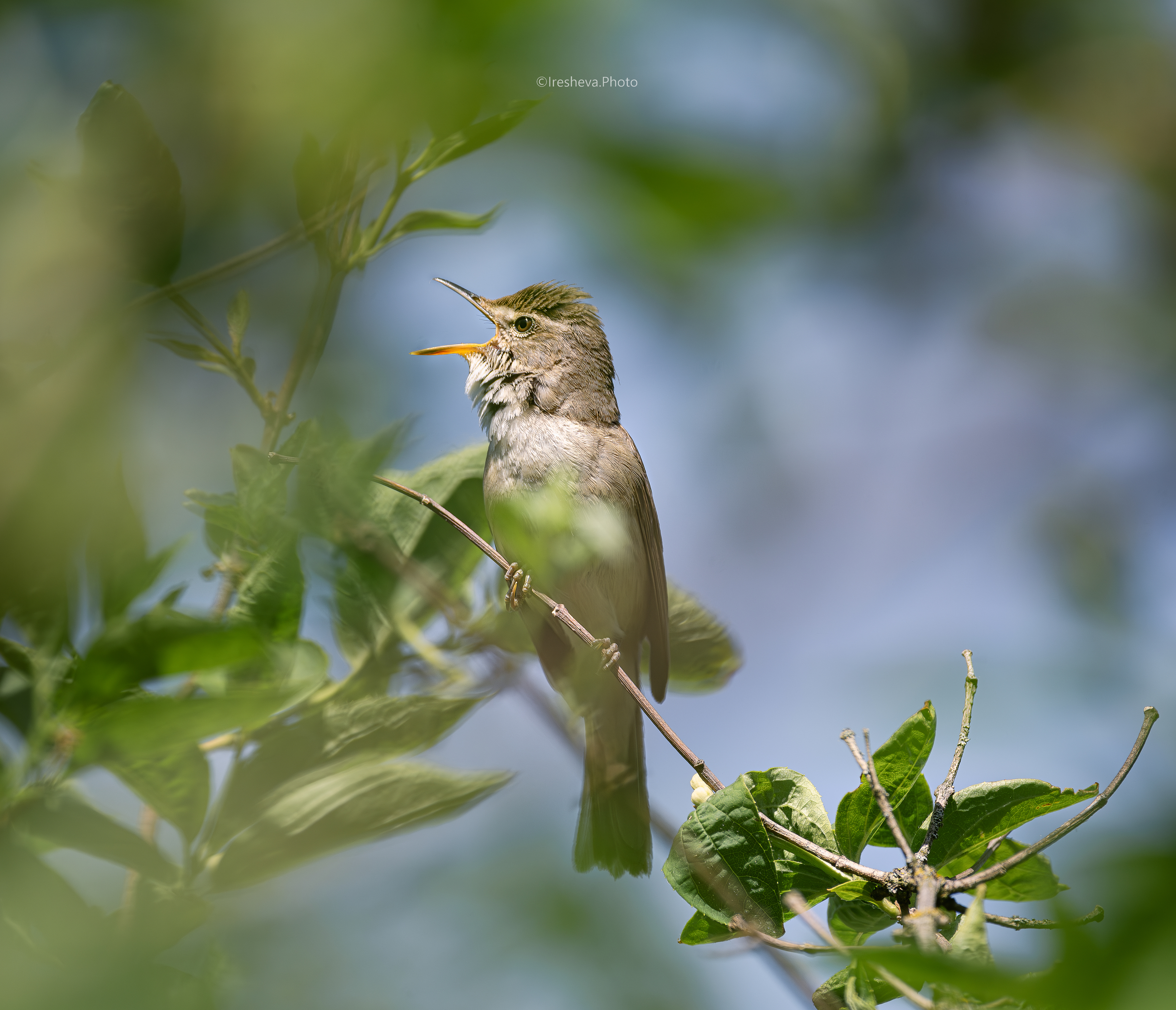 Садовая камышевка ,птица, Ирешева Мария