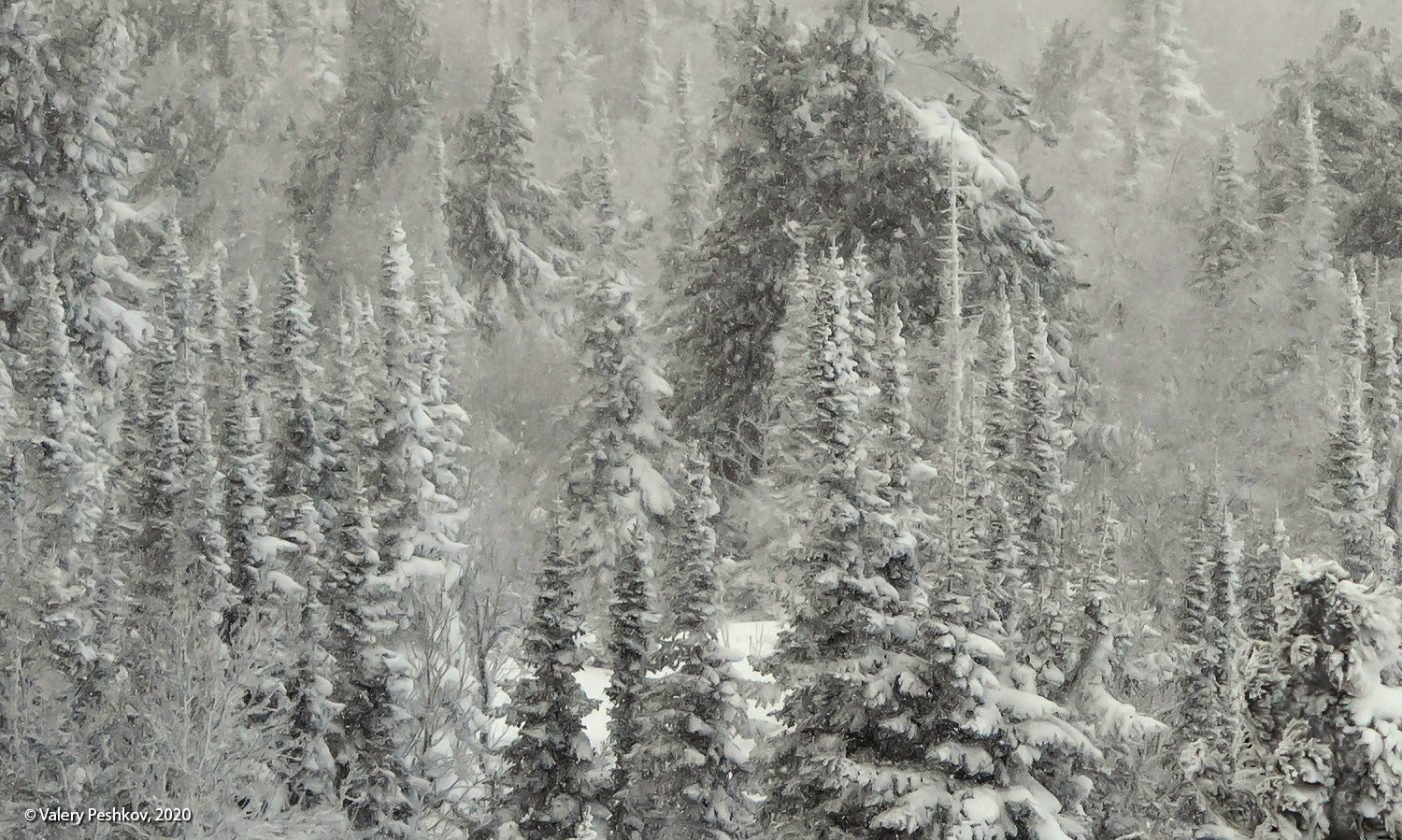 снег, иней, мороз, зима, пихты, кедры, гора зелёная, шерегеш, горная шория, сибирь, Пешков Валерий