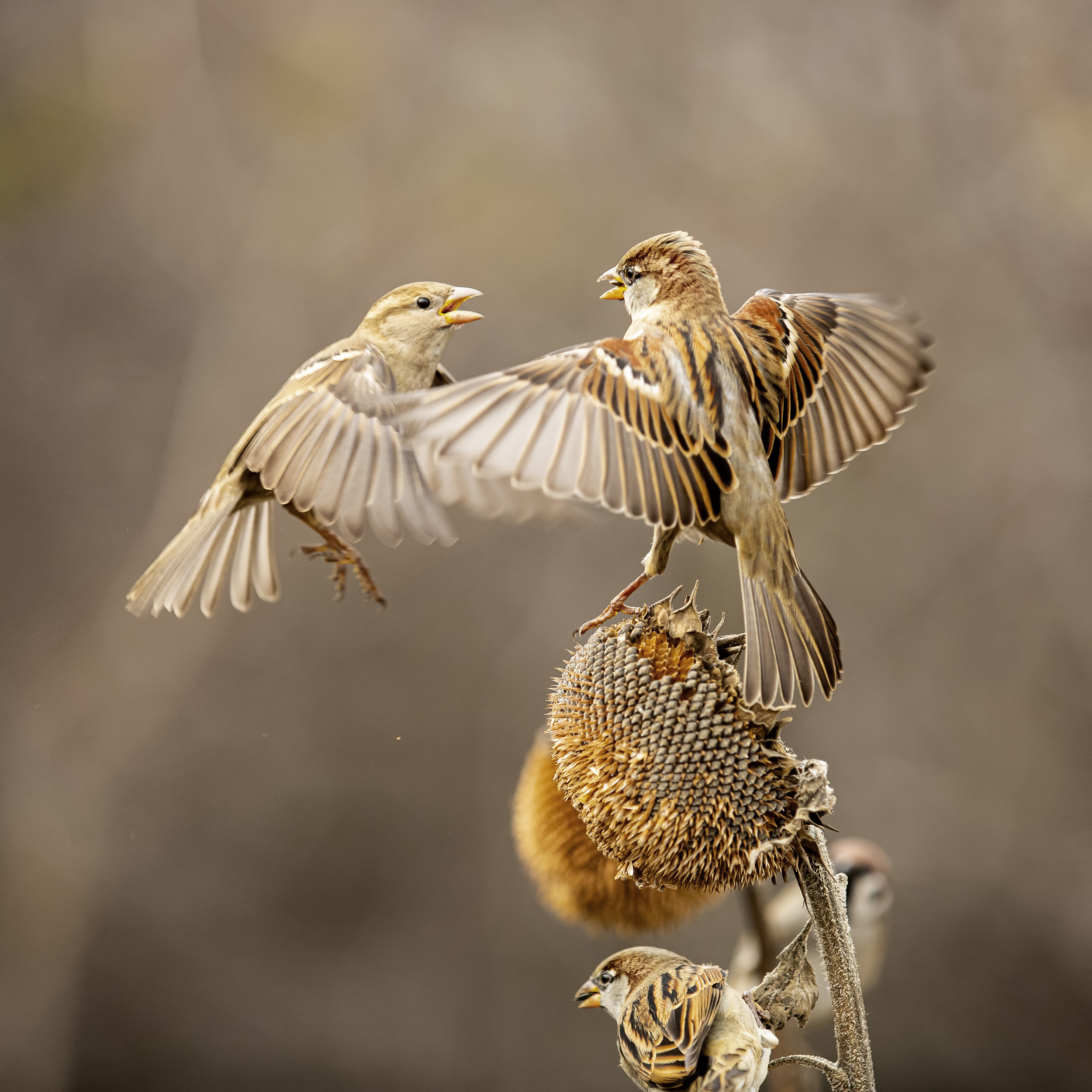 природа, Валерий Черняк