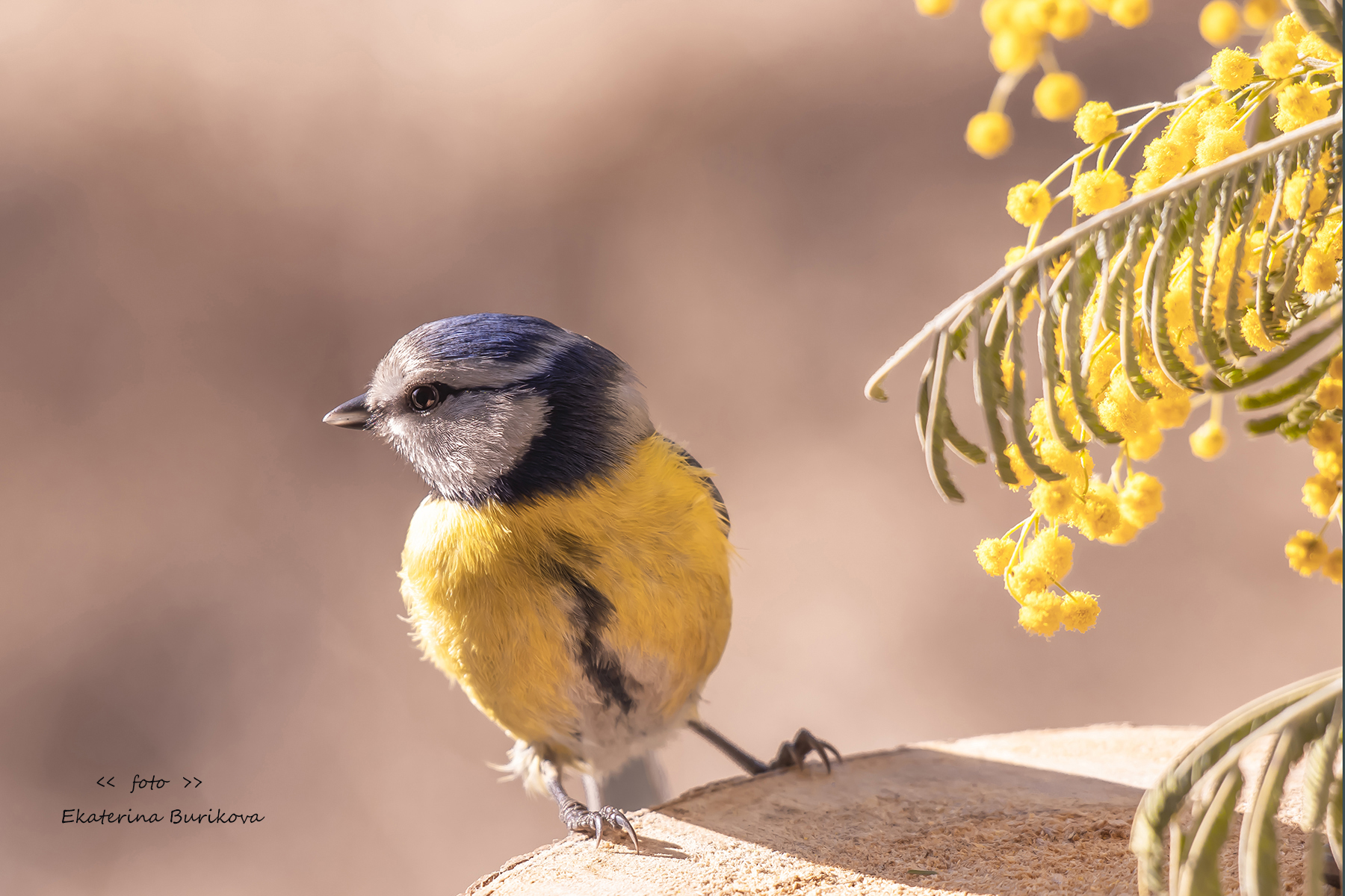 , Бурикова Екатерина