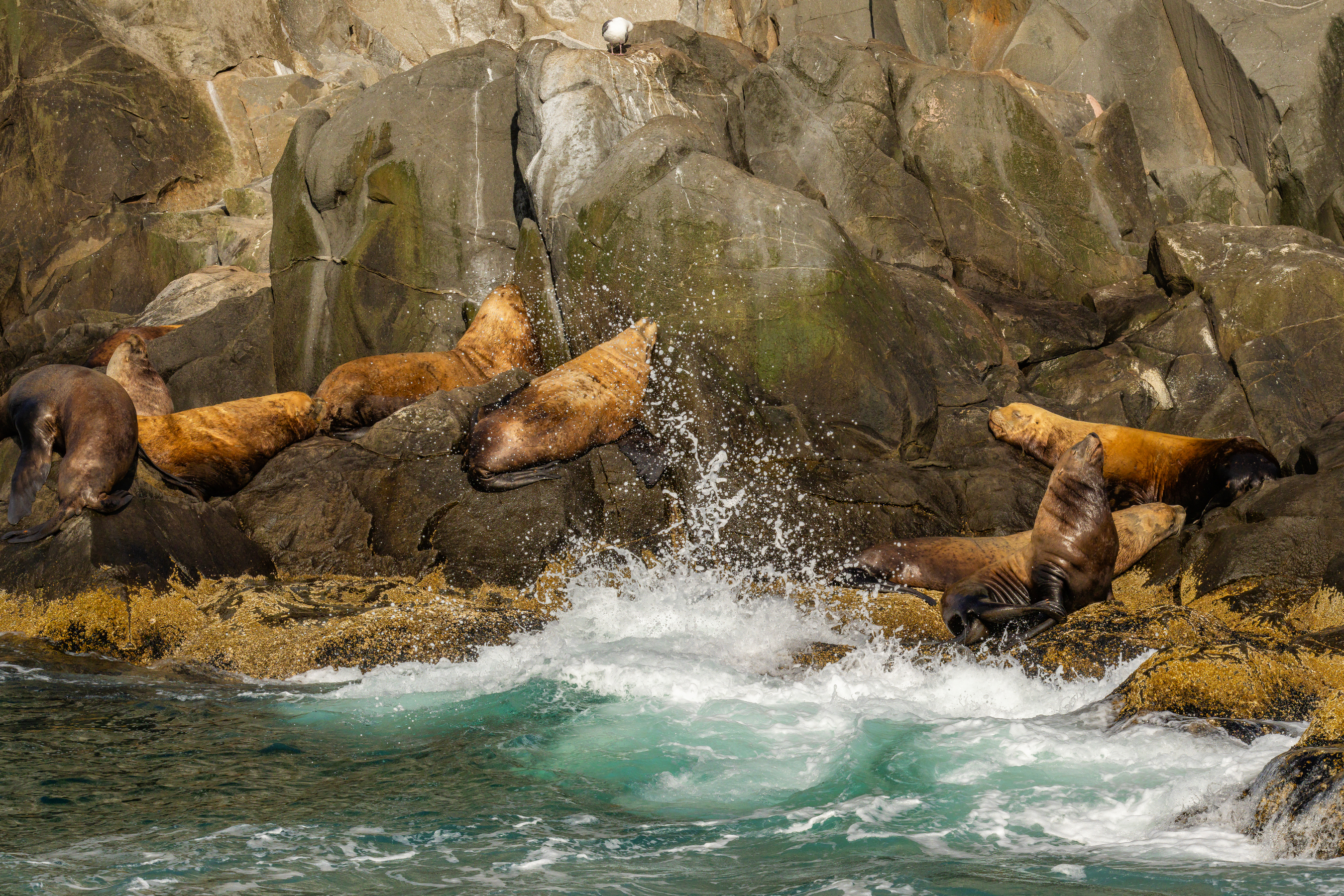 камчатка, сивучи, морской лев, природа, животные, лежбище, остров старичков, тихий океан,, Подосинников Максим