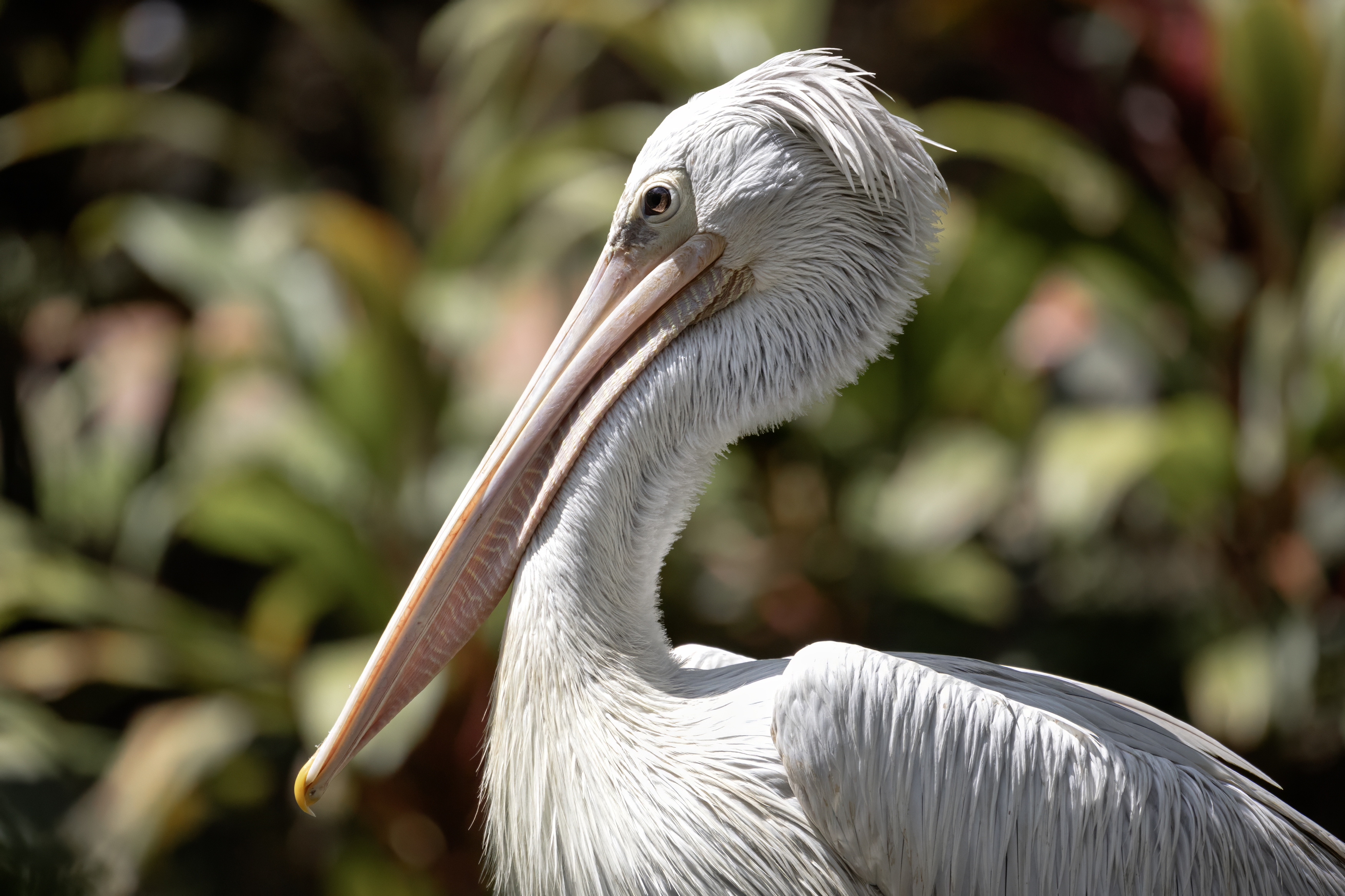пеликан, птицы, белый, Abdalova Tatiana