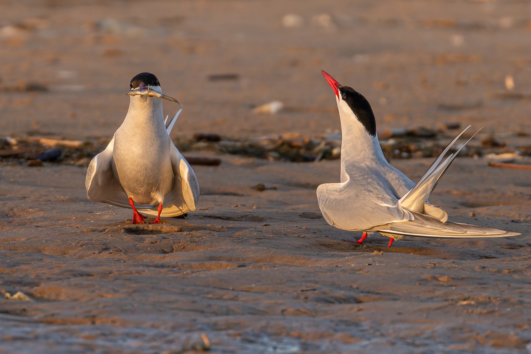 речная крачка, крачка, птицы, чайка, Ruslan Pl