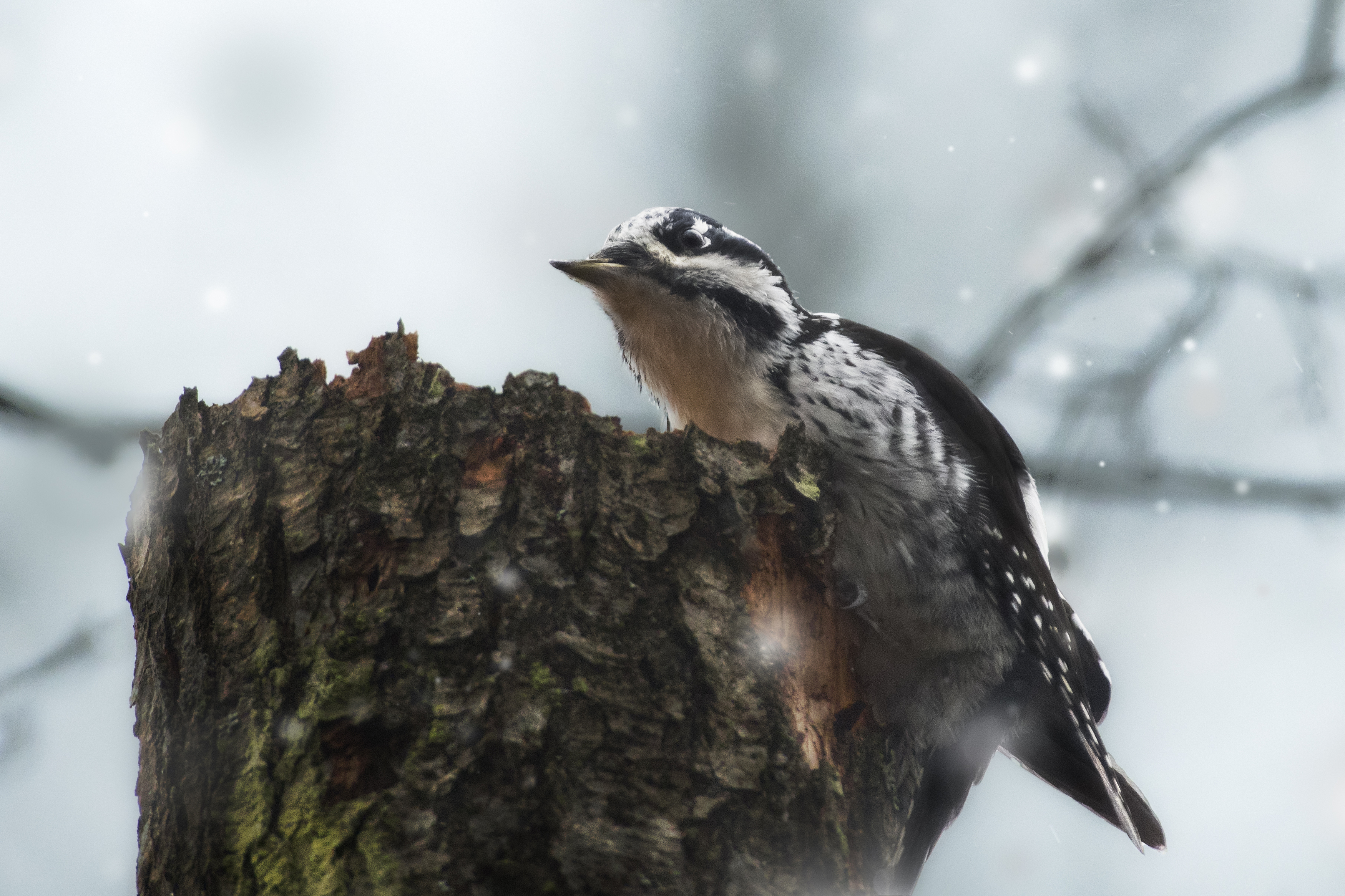 трёхпалый дятел, three-toed woodpecker, Picoides tridactylus, птица, дикая природа, woodpecker, птицы России, birdwatching, nature, wildlife photography, close-up bird, Полина Шальнева