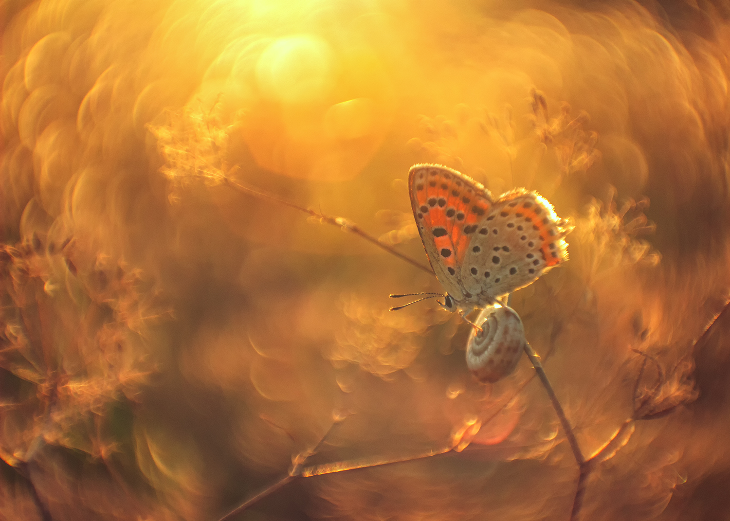 макро, бабочки, червонец, Рябов Игорь