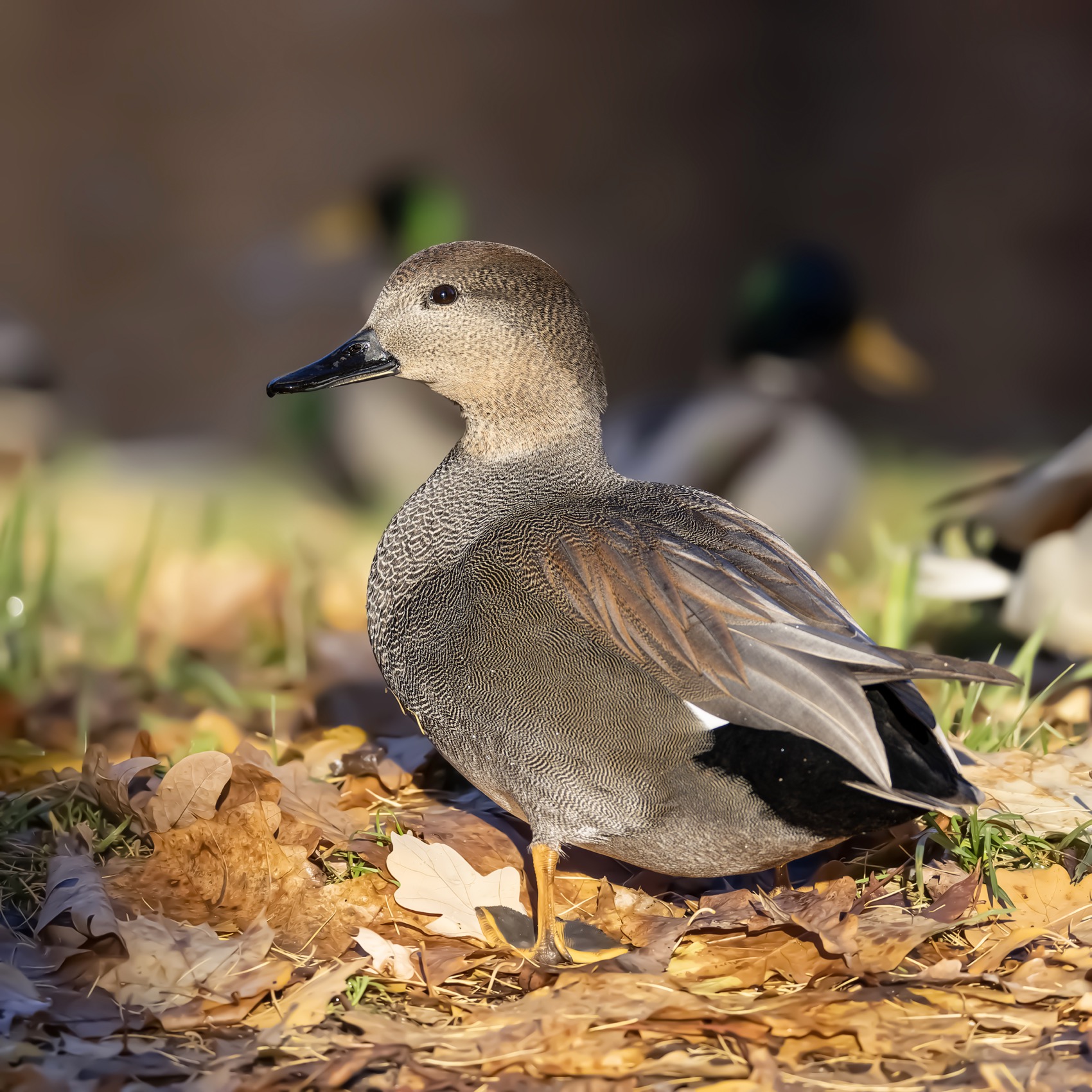 серая утка, утка, птицы, красная книга, осень, Ruslan Pl