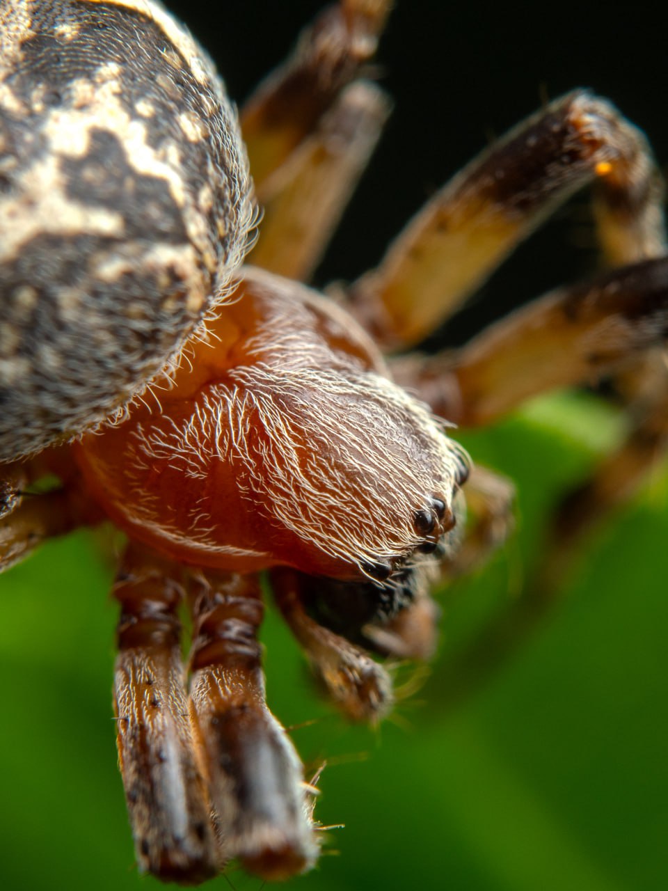 , Миша Усольцев