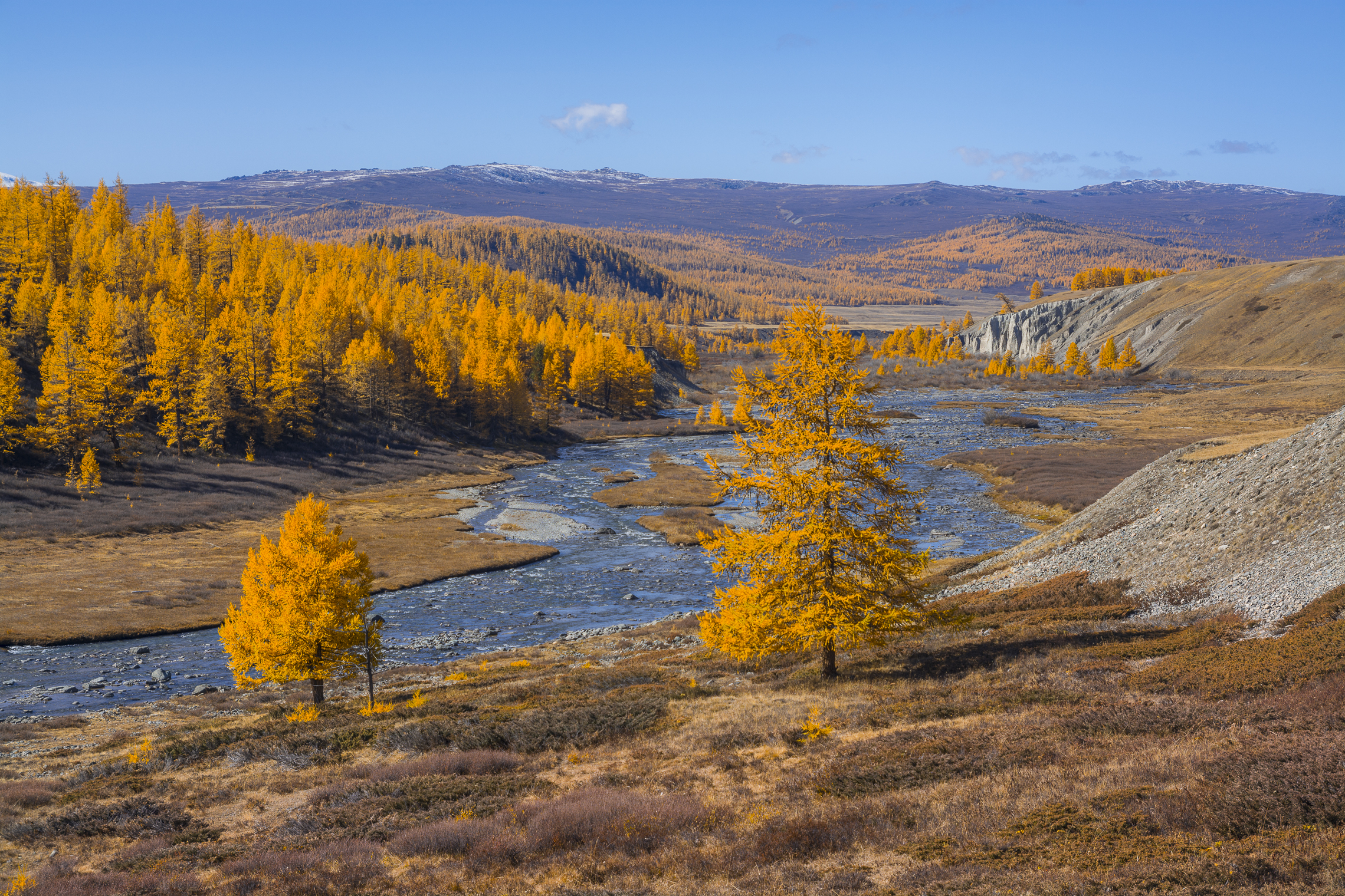россия, горный алтай,осень, река, лиственницы, Андрей Поляков