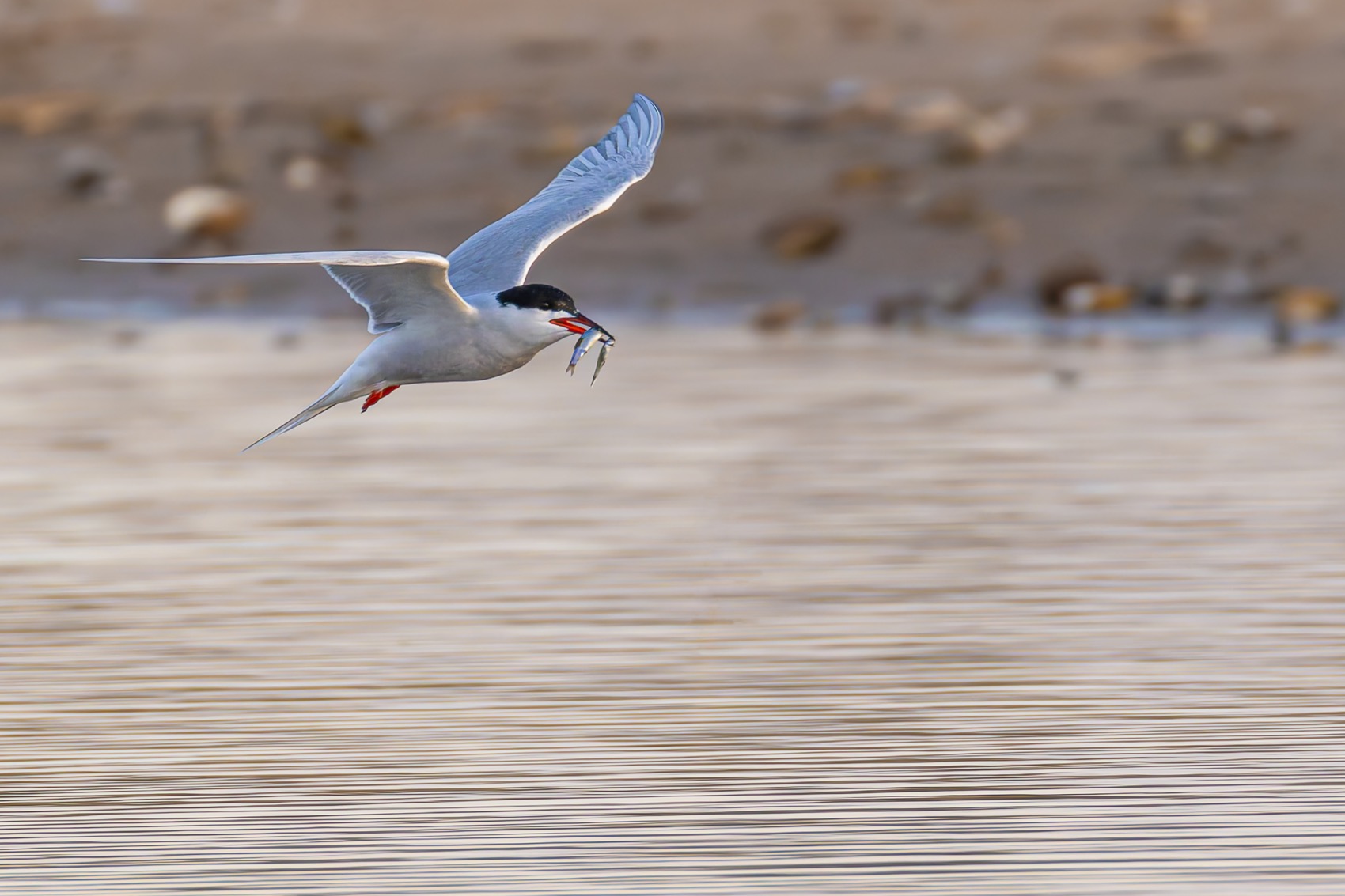 речная крачка, крачка, птицы, чайка, Ruslan Pl