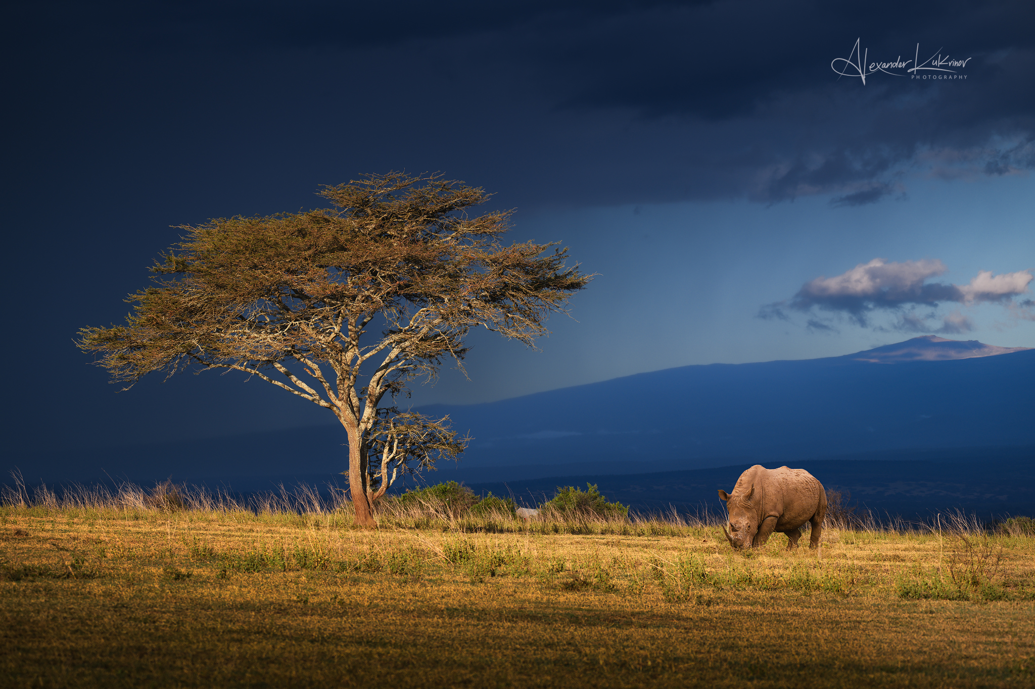 кения,носорог, Александр Кукринов