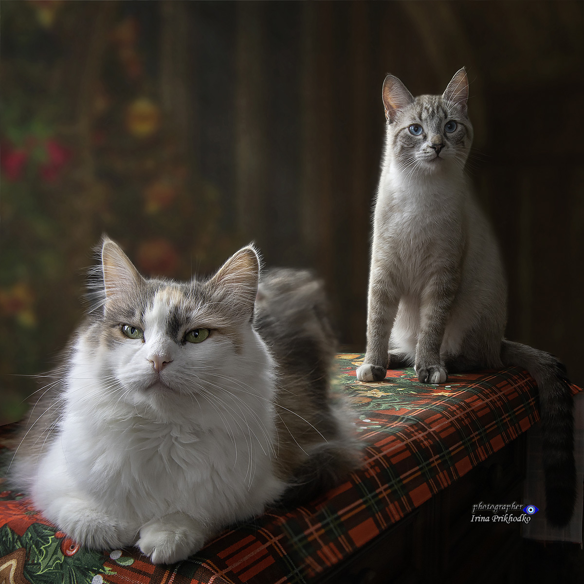 котики, домашние животные, питомцы, , Приходько Ирина
