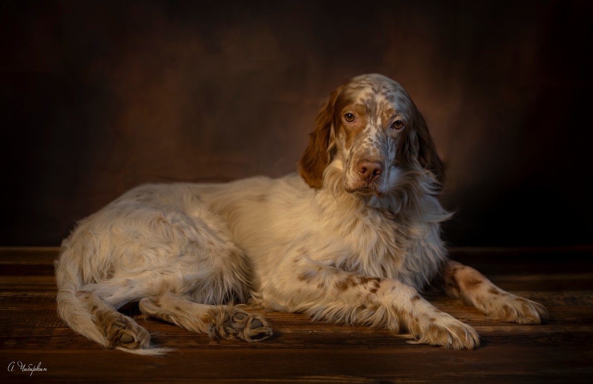 английский_сеттер, портрет, охота, Чибиркин Александр